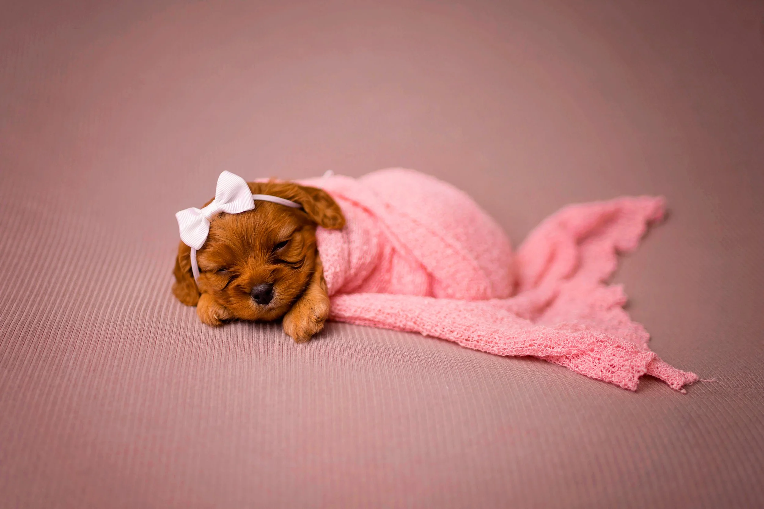 Chattanooga-Pet-Portraits-Photography-Pics-Pictures-North Georgia-Photographer-10.jpg