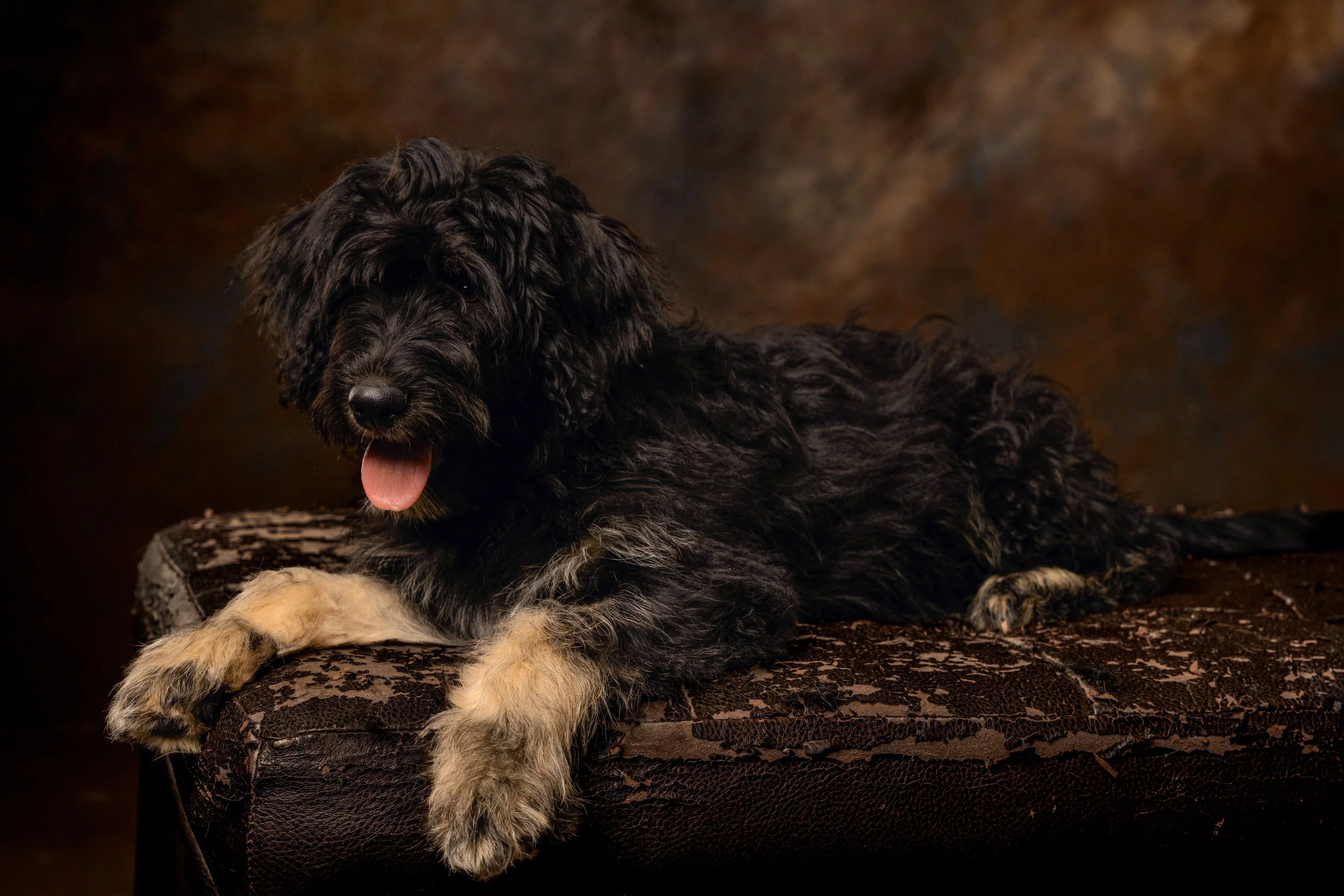 Chattanooga-Pet-Portraits-Photography-Pics-Pictures-North Georgia-Photographer-16.jpg