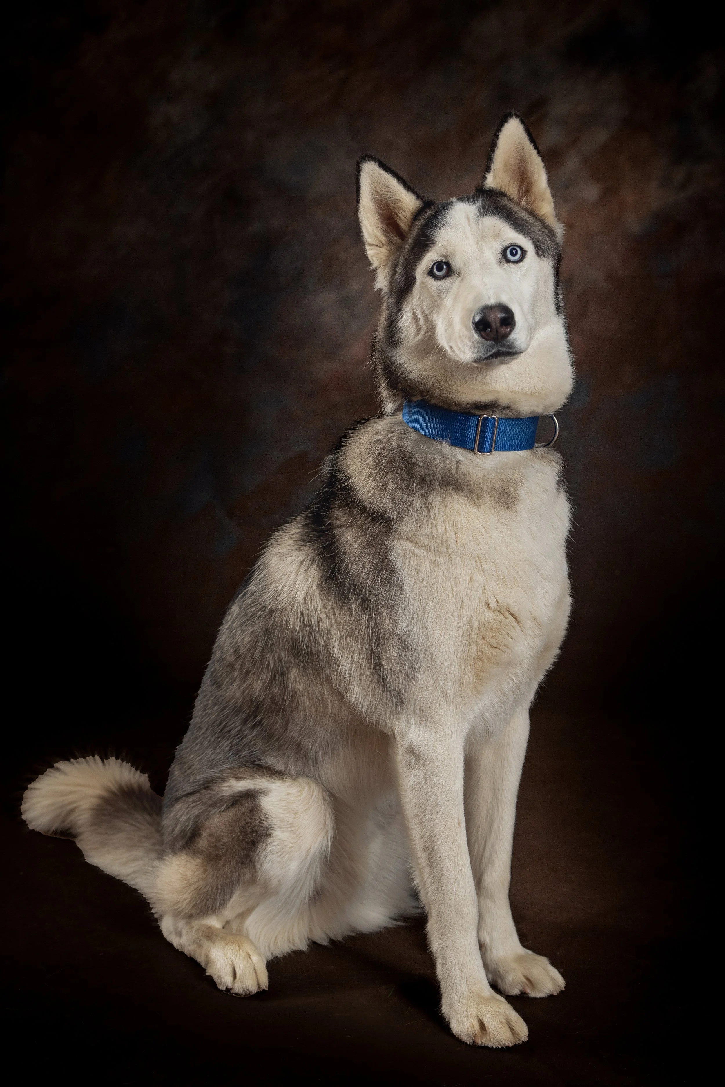 Chattanooga-Pet-Portraits-Photography-Pics-Pictures-North Georgia-Photographer-31.jpg