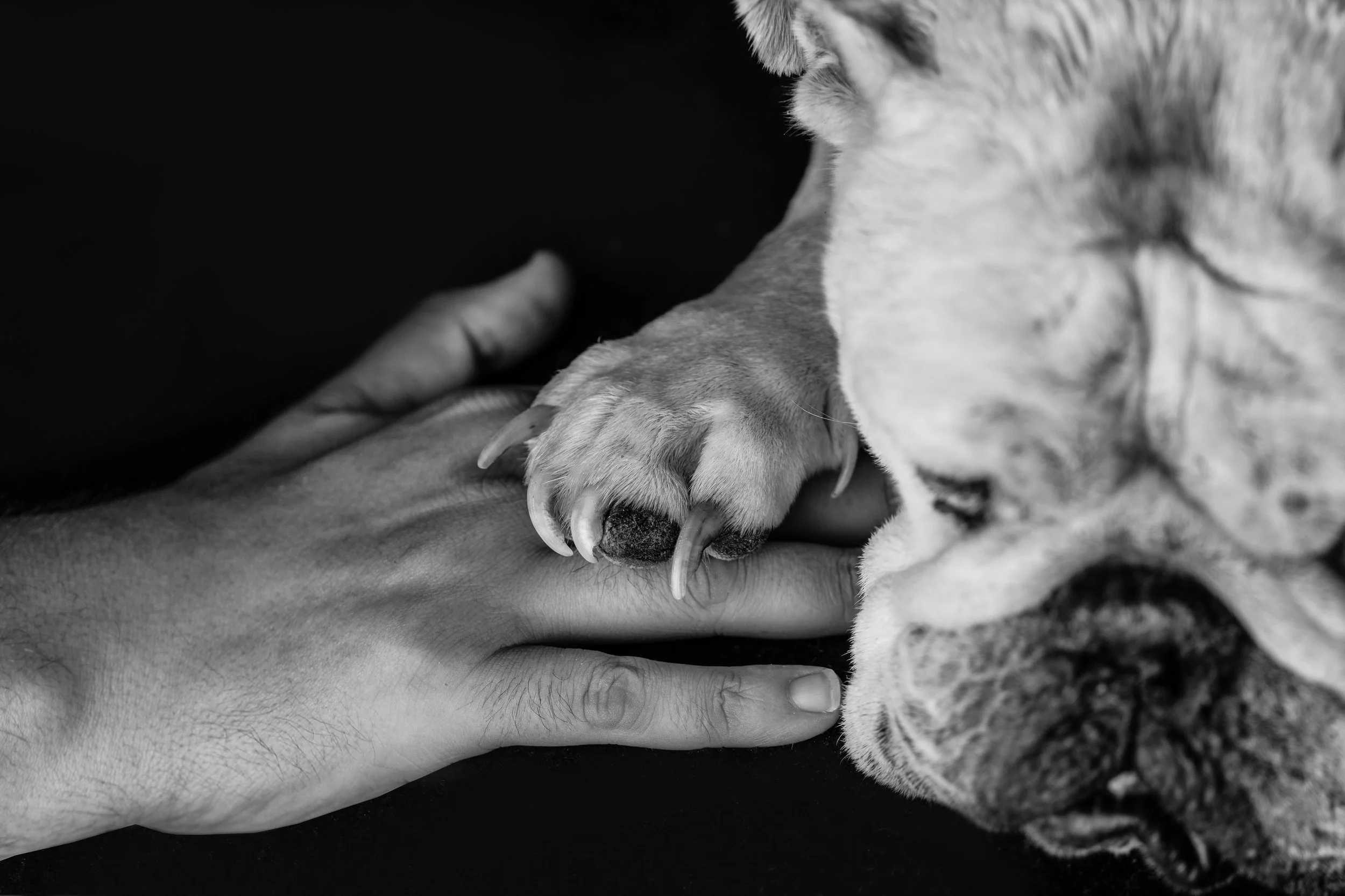 Chattanooga-Pet-Portraits-Photography-Pics-Pictures-North Georgia-Photographer-30.jpg