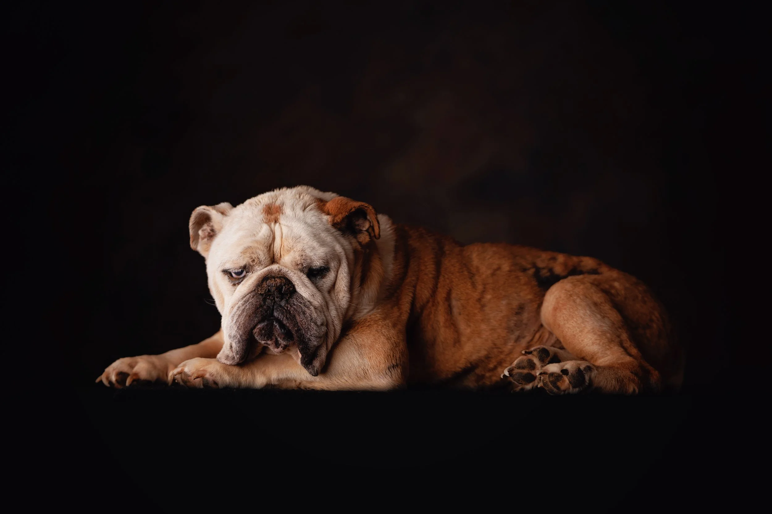 Chattanooga-Pet-Portraits-Photography-Pics-Pictures-North Georgia-Photographer-29.jpg