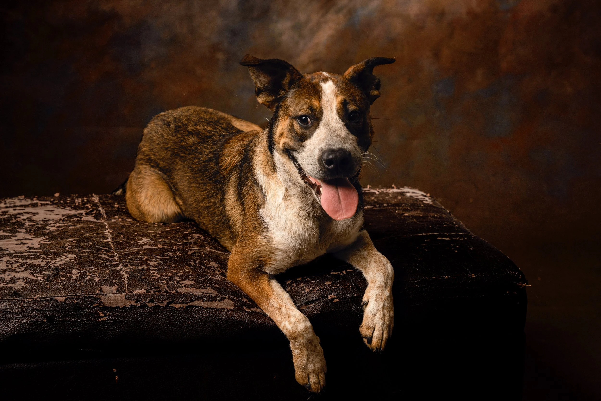 Chattanooga-Pet-Portraits-Photography-Pics-Pictures-North Georgia-Photographer-14.jpg