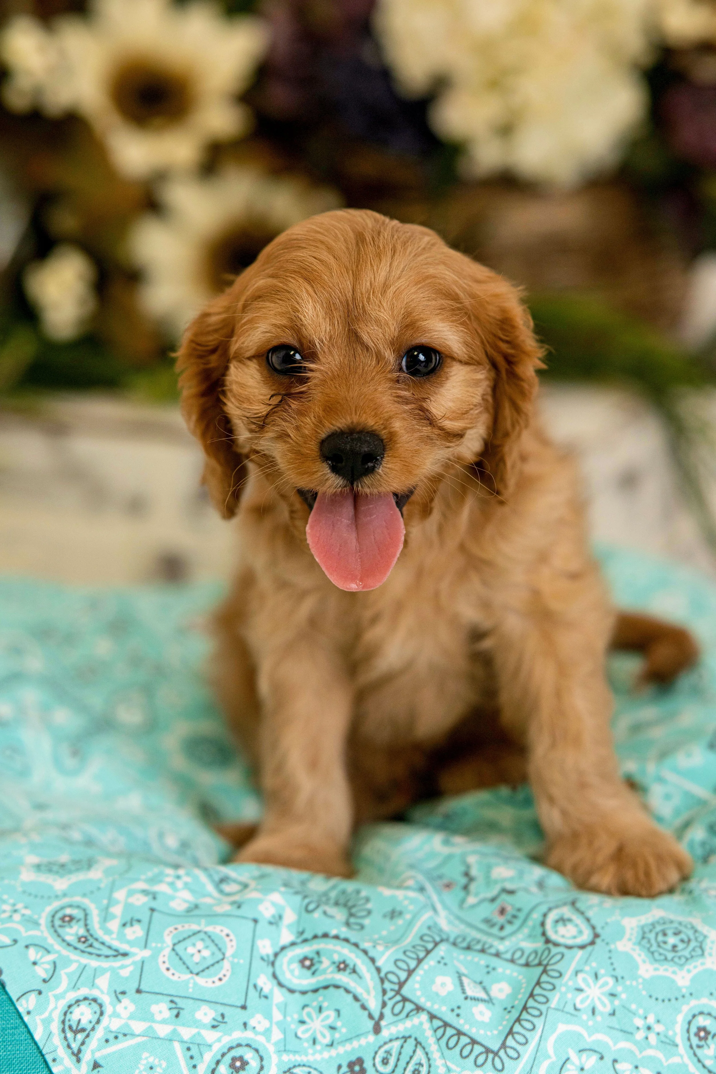 Chattanooga-Pet-Portraits-Photography-Pics-Pictures-North Georgia-Photographer-8.jpg