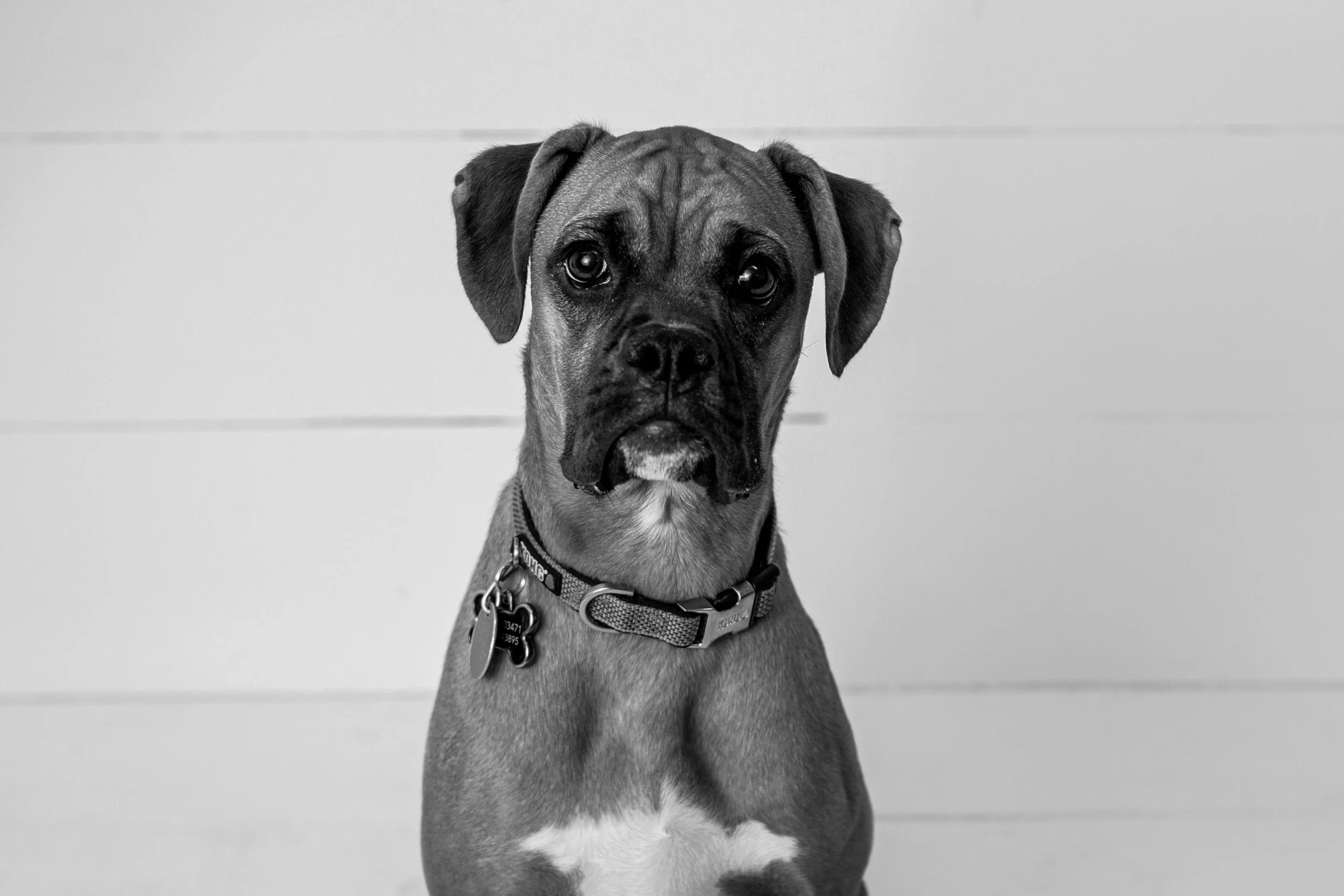 Chattanooga-Pet-Portraits-Photography-Pics-Pictures-North Georgia-Photographer-2.jpg