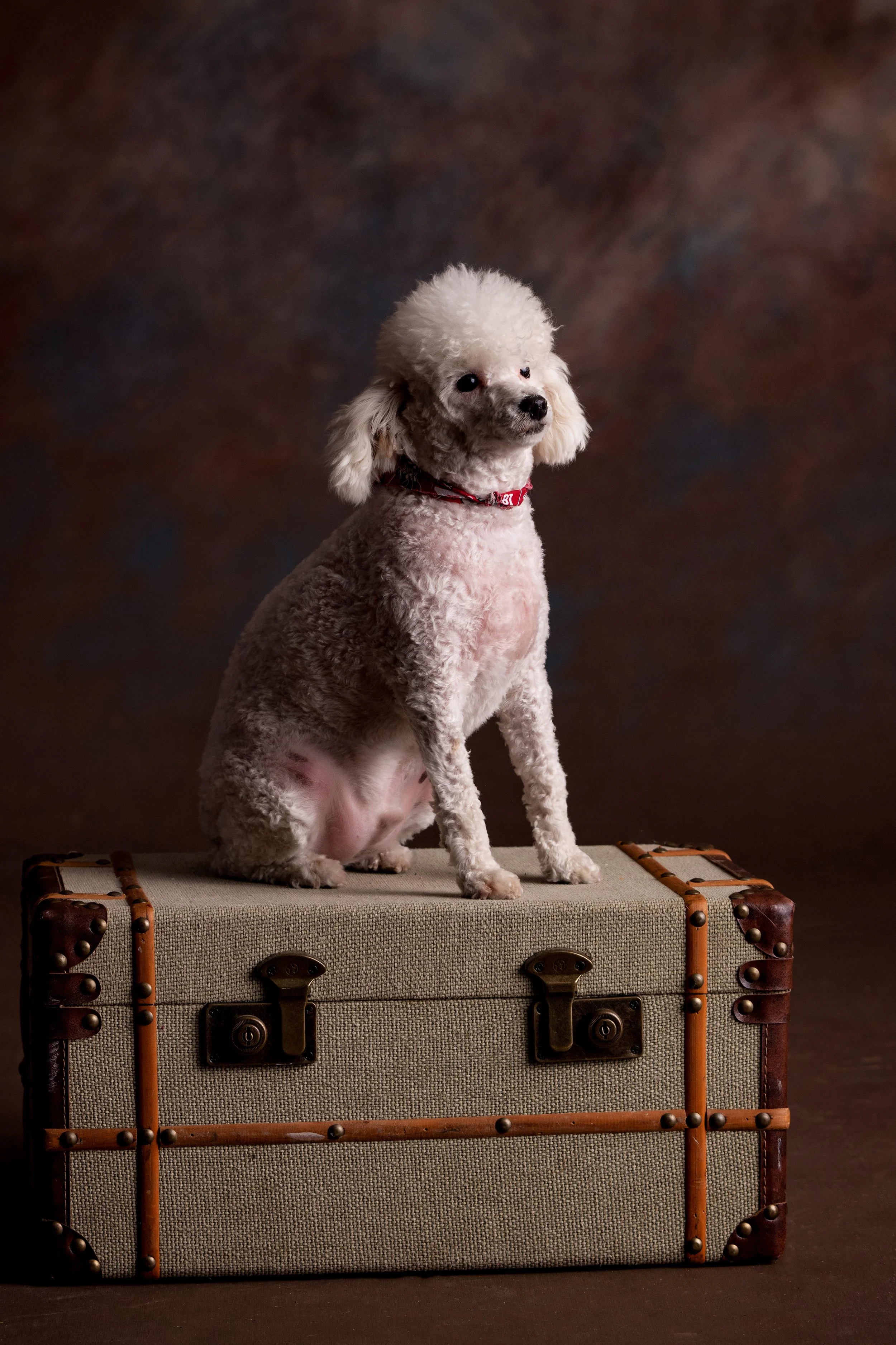 Chattanooga-Pet-Portraits-Photography-Pics-Pictures-North Georgia-Photographer-27.jpg