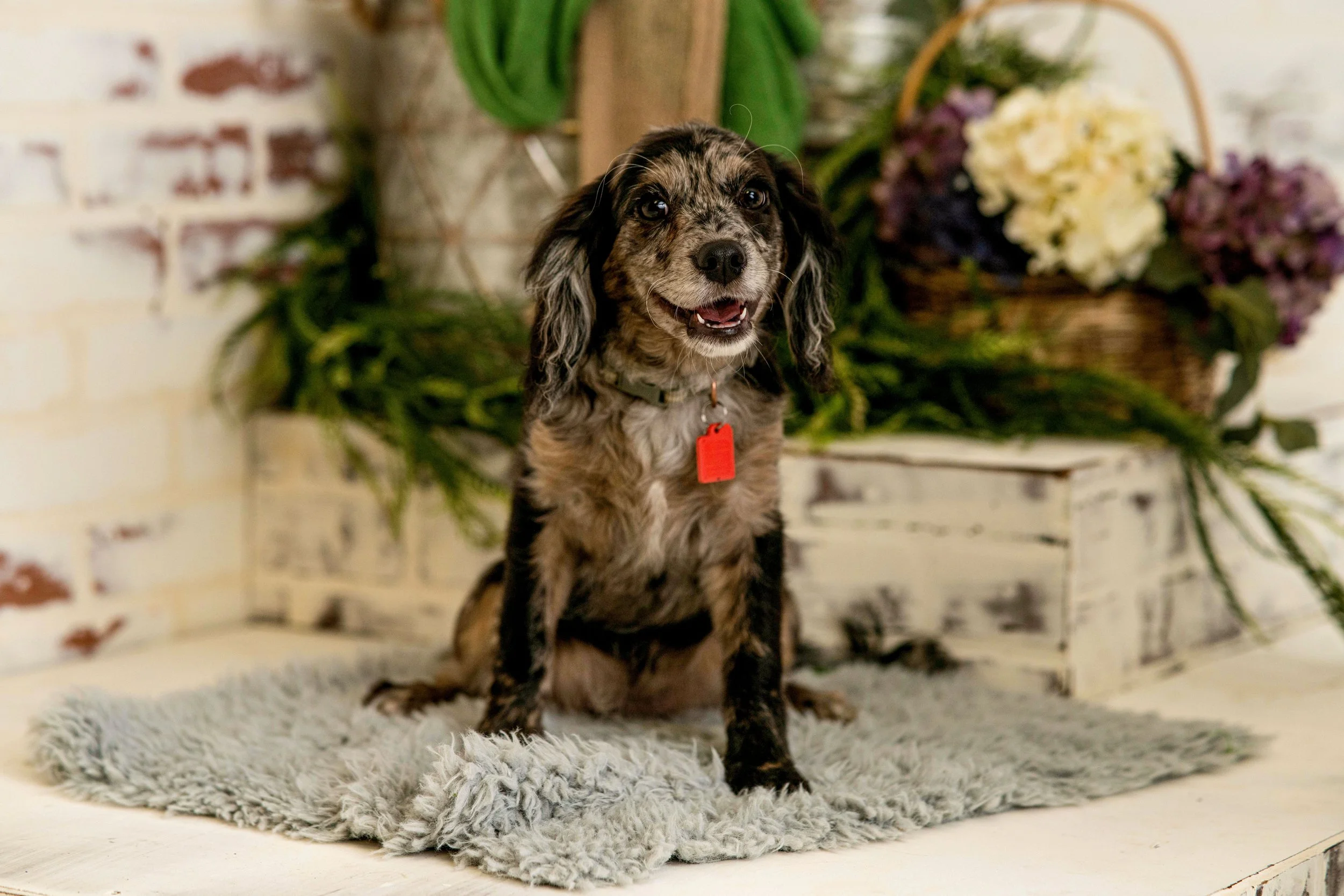 Chattanooga-Pet-Portraits-Photography-Pics-Pictures-North Georgia-Photographer-7.jpg