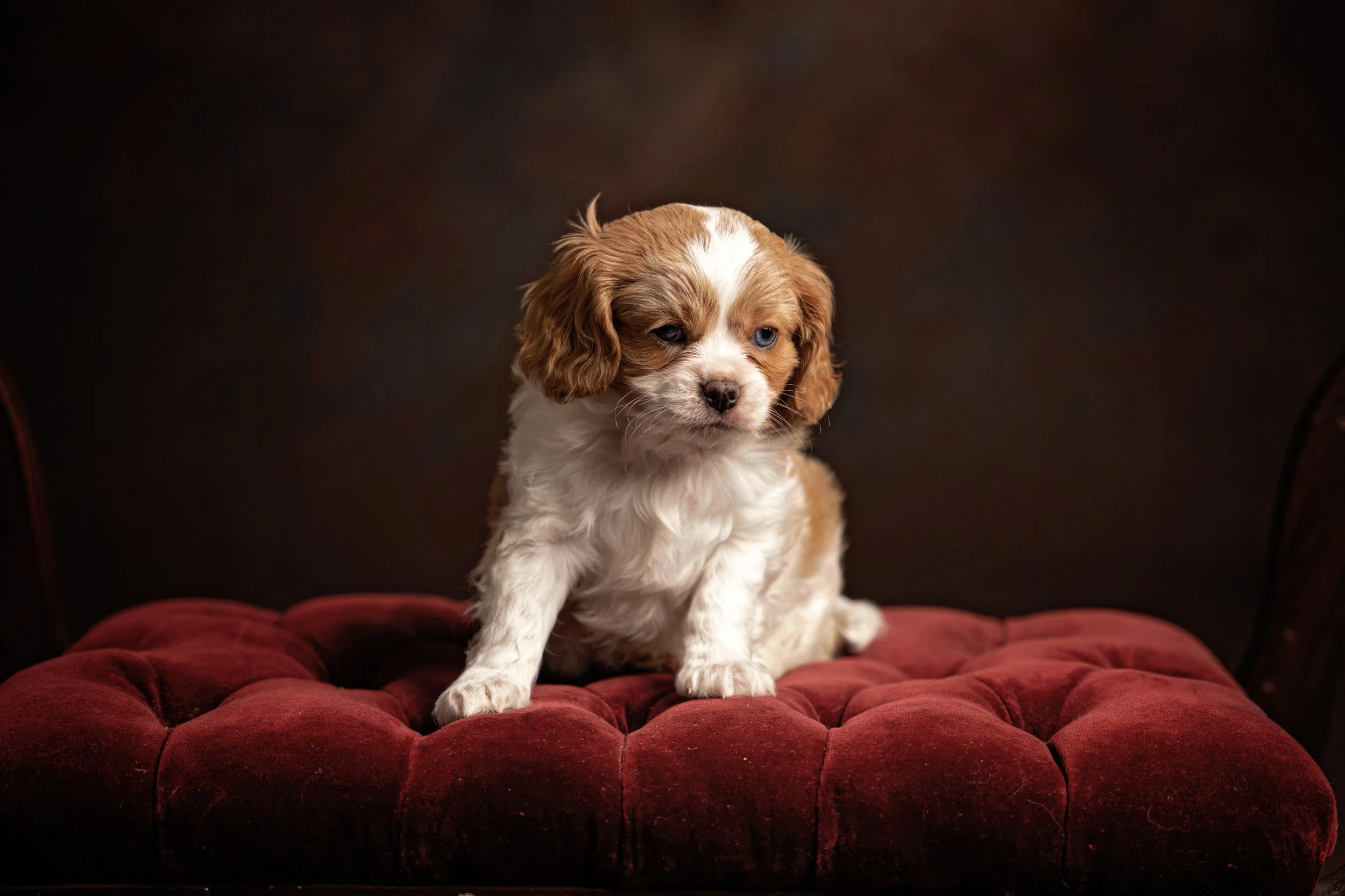 Chattanooga-Pet-Portraits-Photography-Pics-Pictures-North Georgia-Photographer-19.jpg