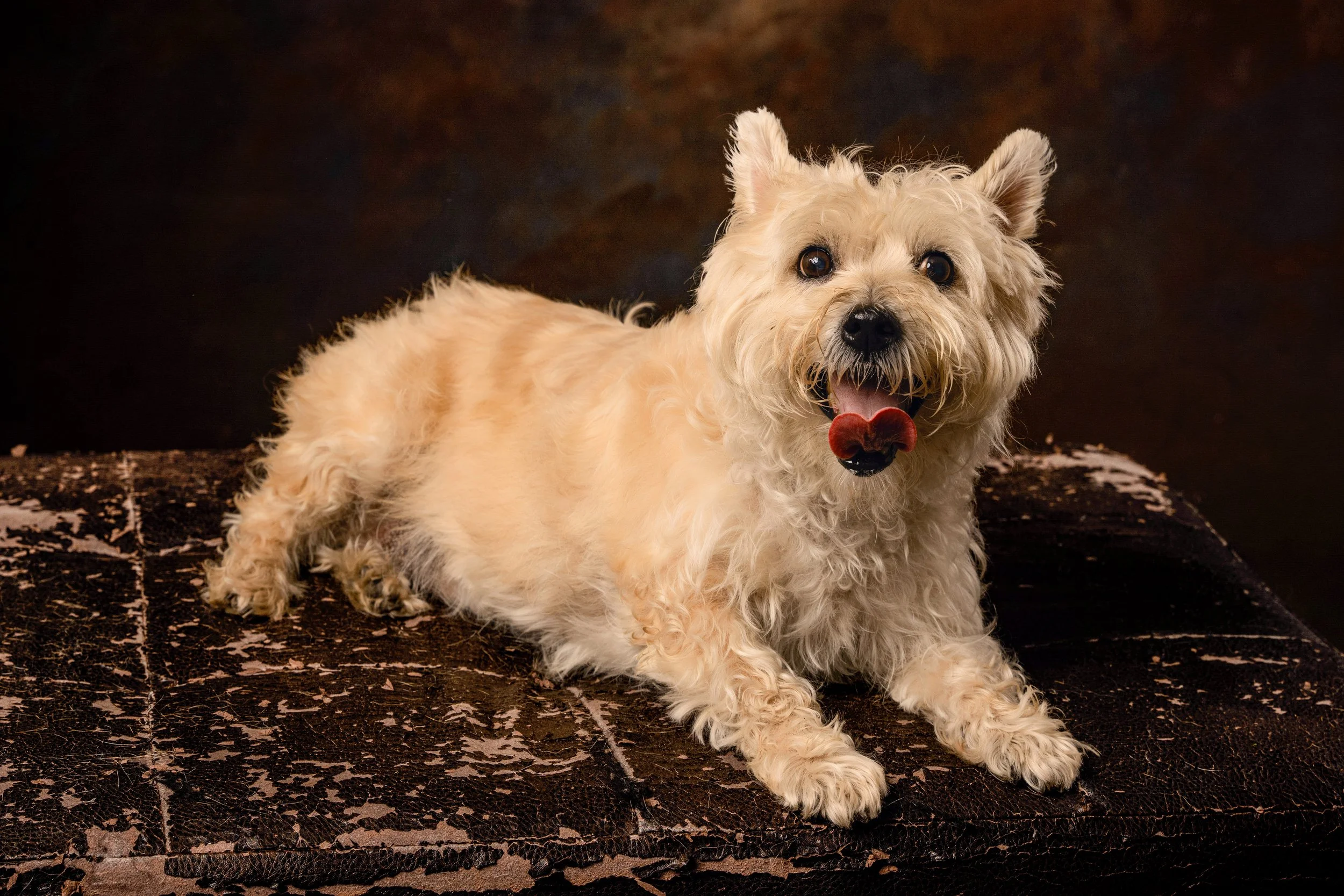Chattanooga-Pet-Portraits-Photography-Pics-Pictures-North Georgia-Photographer-15.jpg