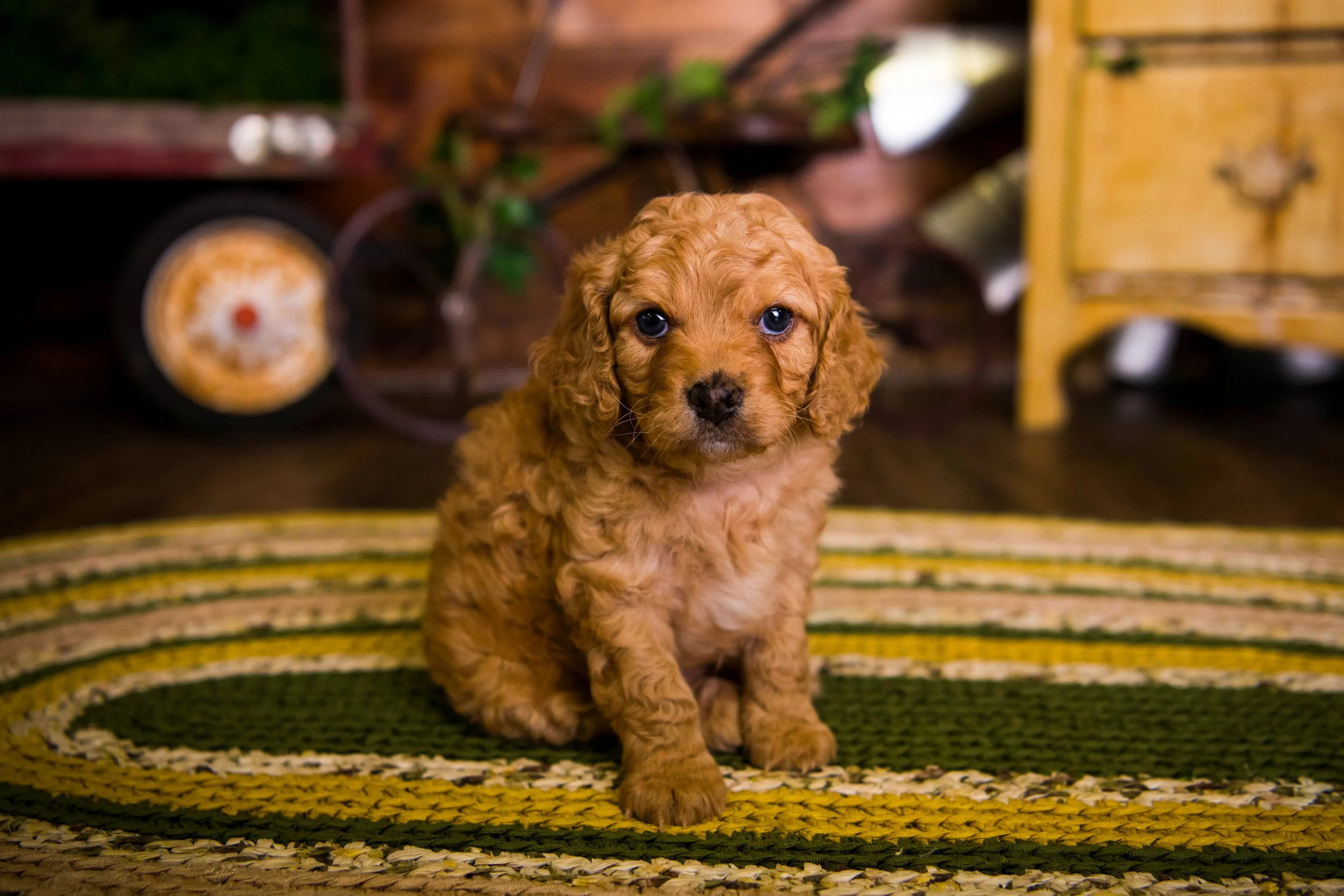 Chattanooga-Pet-Portraits-Photography-Pics-Pictures-North Georgia-Photographer-12.jpg