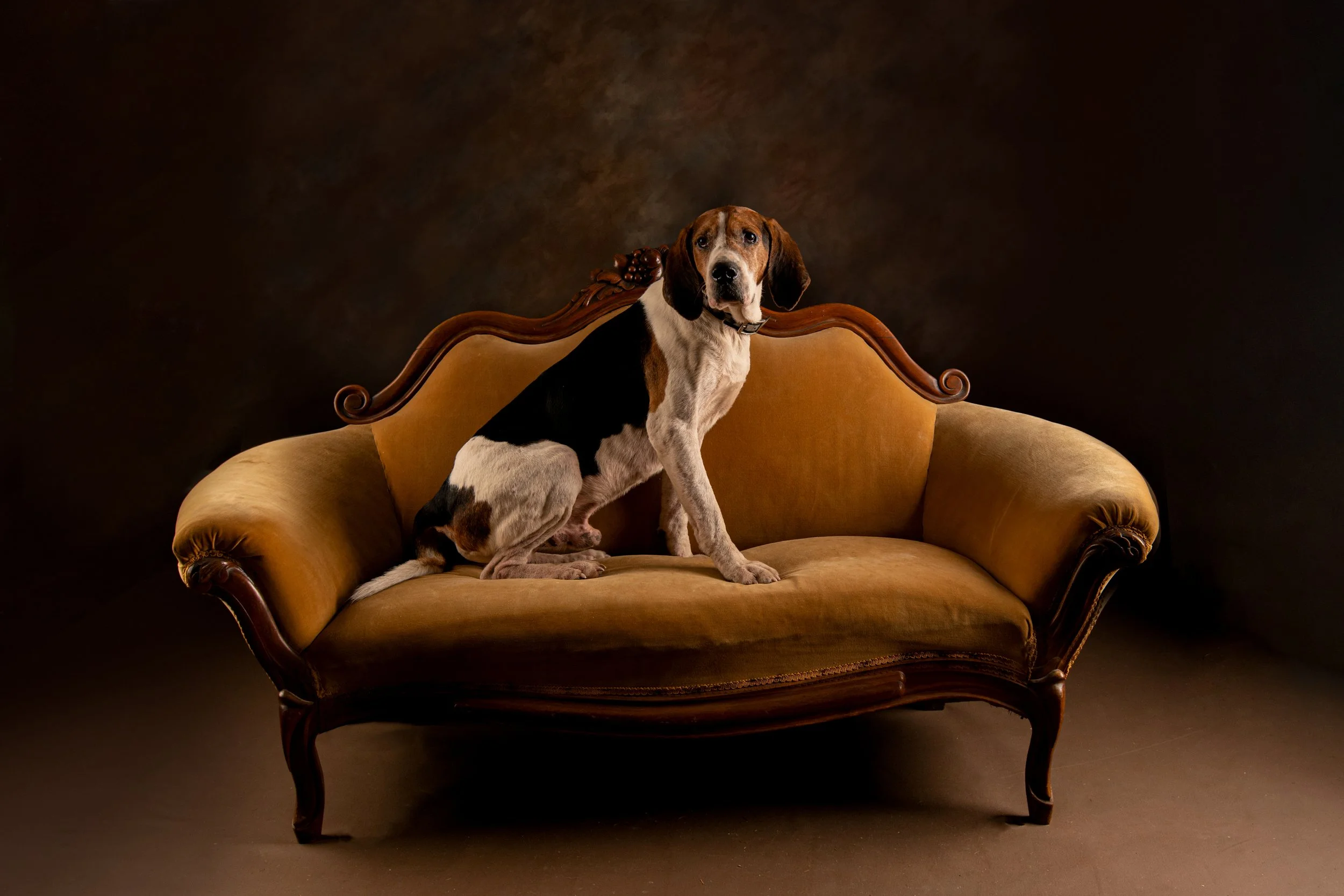 Chattanooga-Pet-Portraits-Photography-Pics-Pictures-North Georgia-Photographer-4.jpg