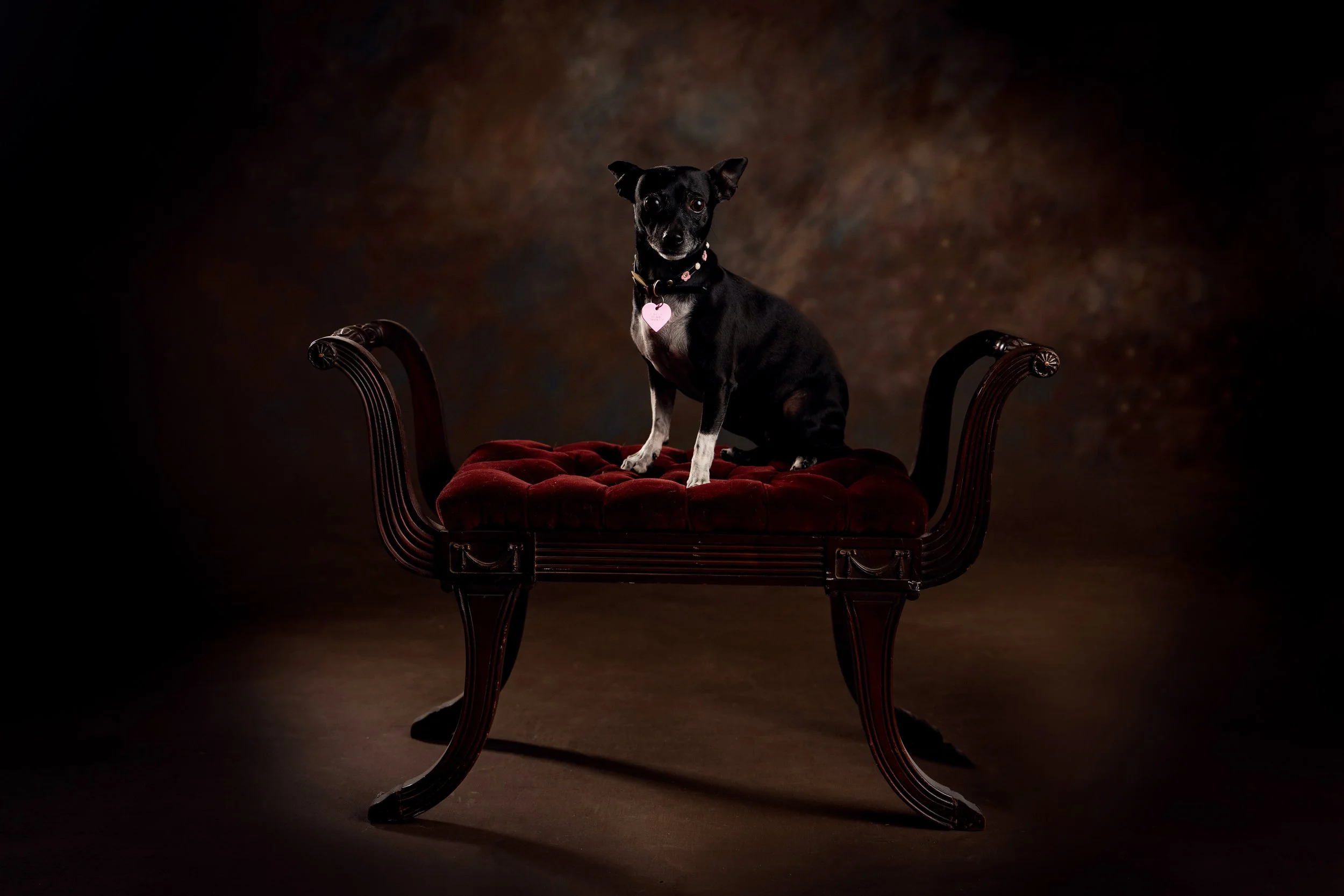 Chattanooga-Pet-Portraits-Photography-Pics-Pictures-North Georgia-Photographer-23.jpg