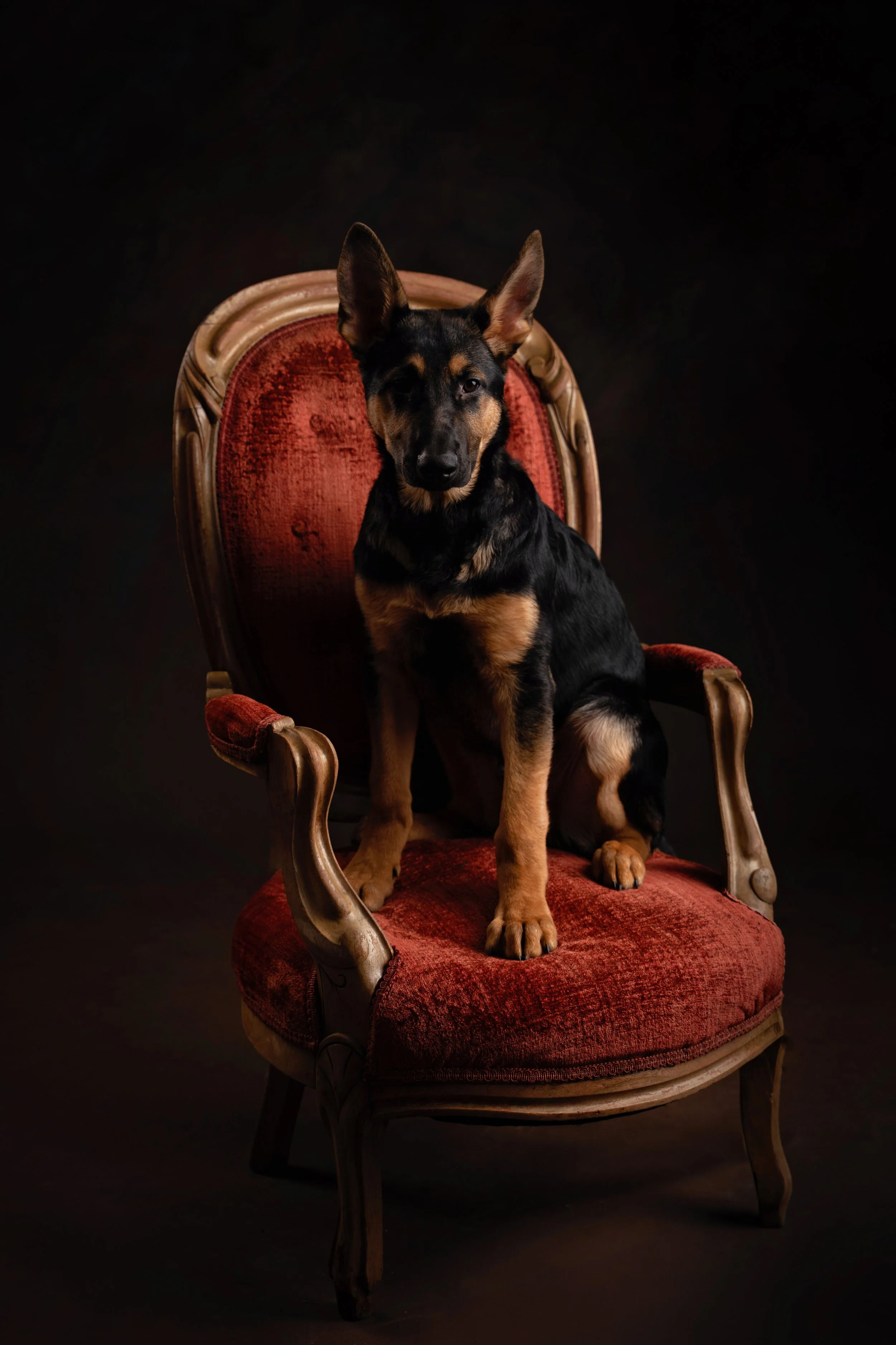 Chattanooga-Pet-Portraits-Photography-Pics-Pictures-North Georgia-Photographer-35.jpg