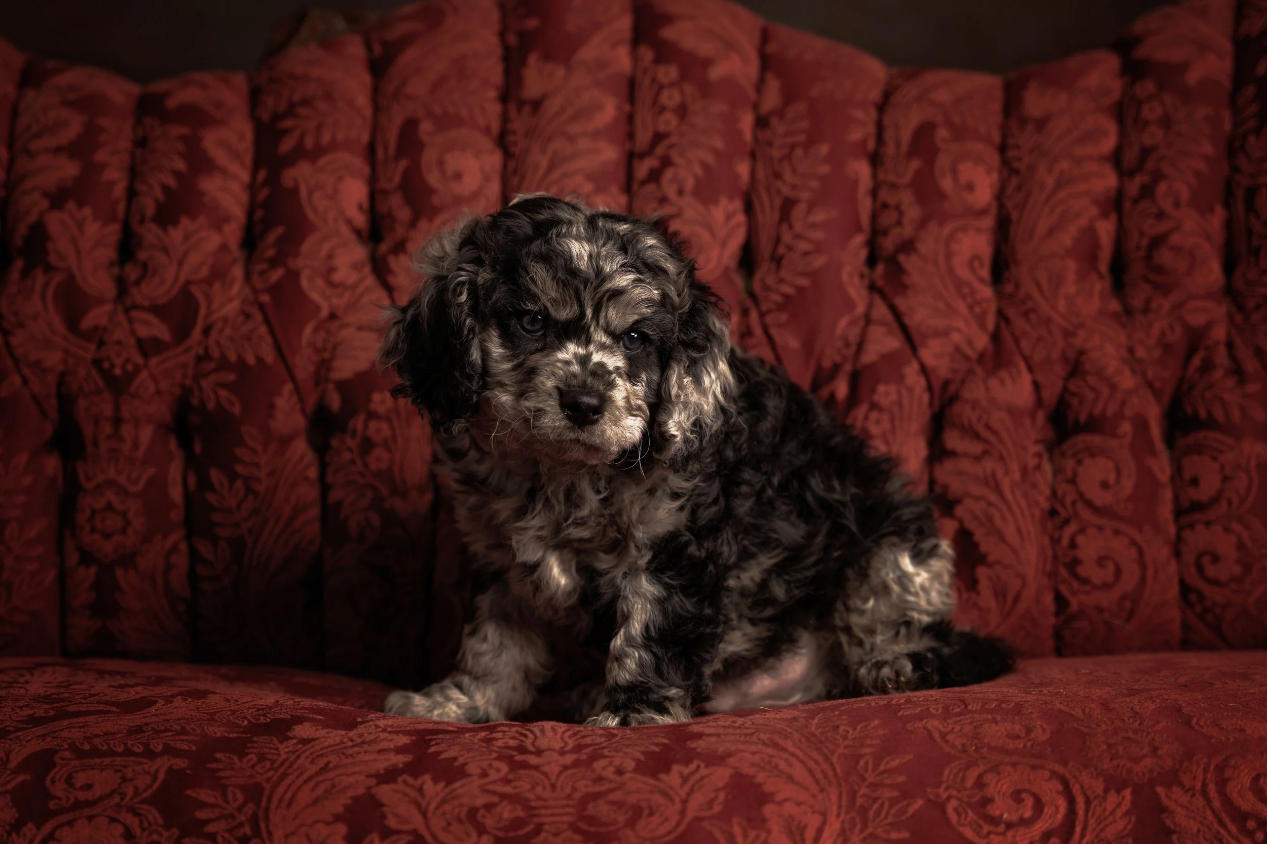 Chattanooga-Pet-Portraits-Photography-Pics-Pictures-North Georgia-Photographer-18.jpg