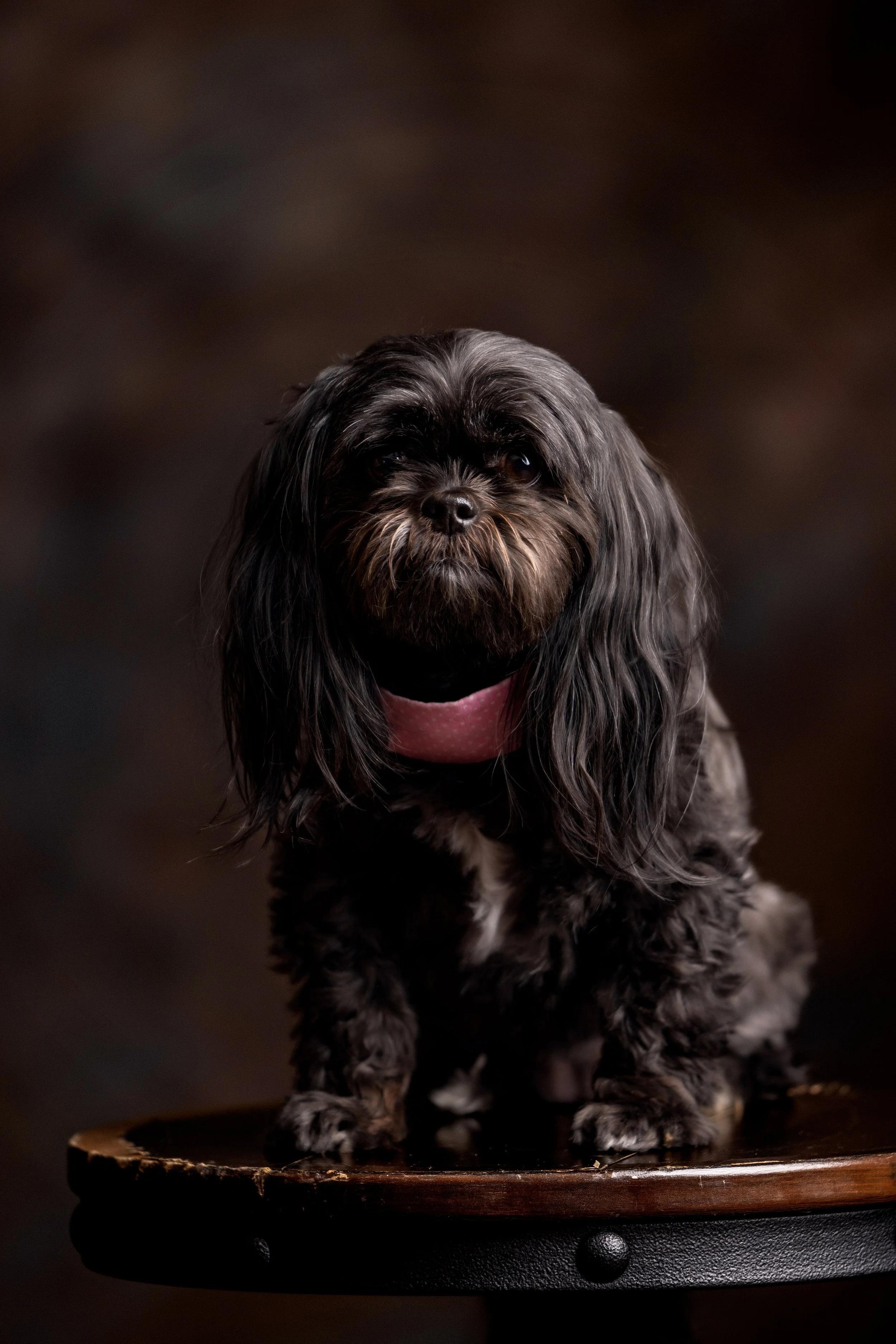 Chattanooga-Pet-Portraits-Photography-Pics-Pictures-North Georgia-Photographer-22.jpg