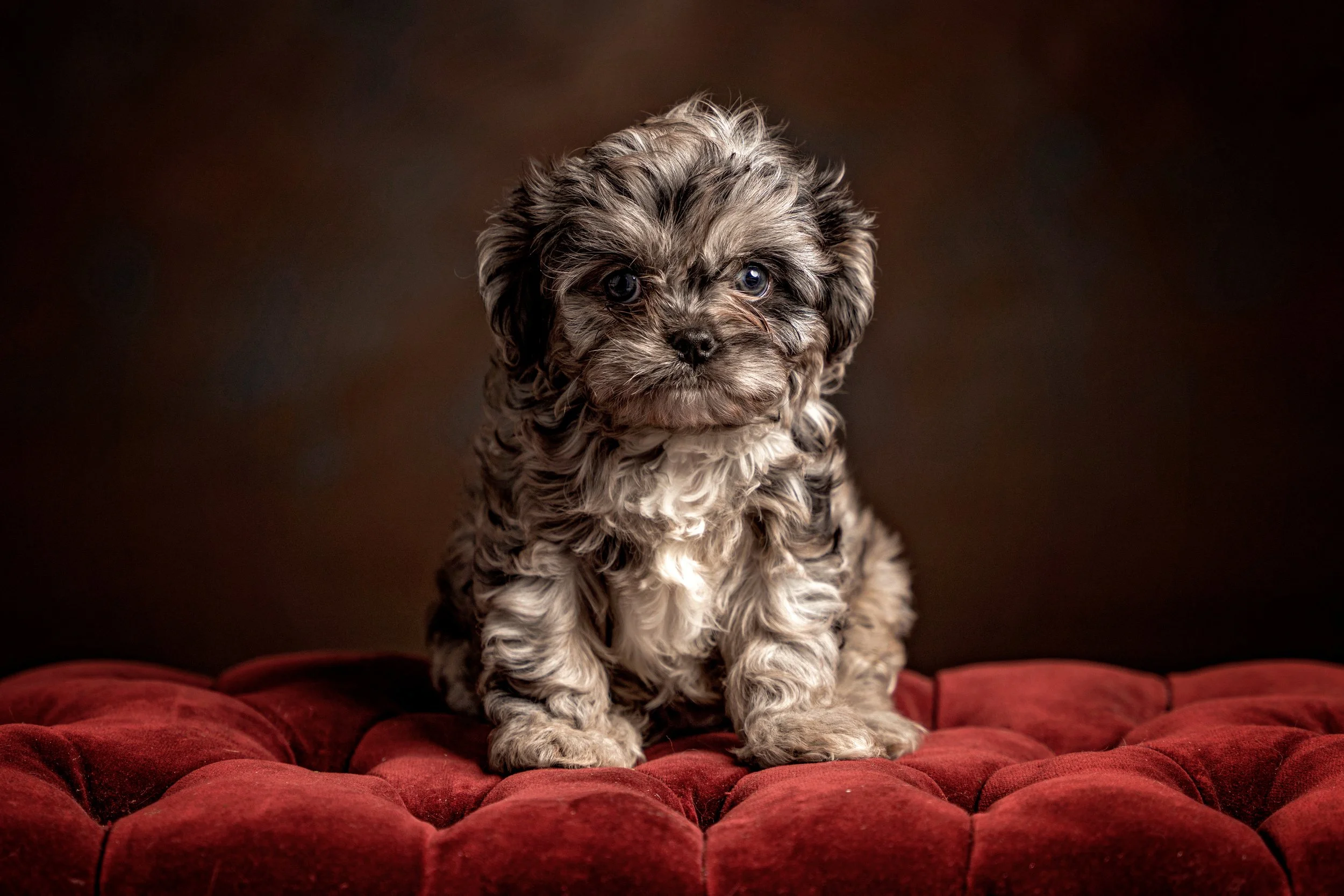 Chattanooga-Pet-Portraits-Photography-Pics-Pictures-North Georgia-Photographer-20.jpg