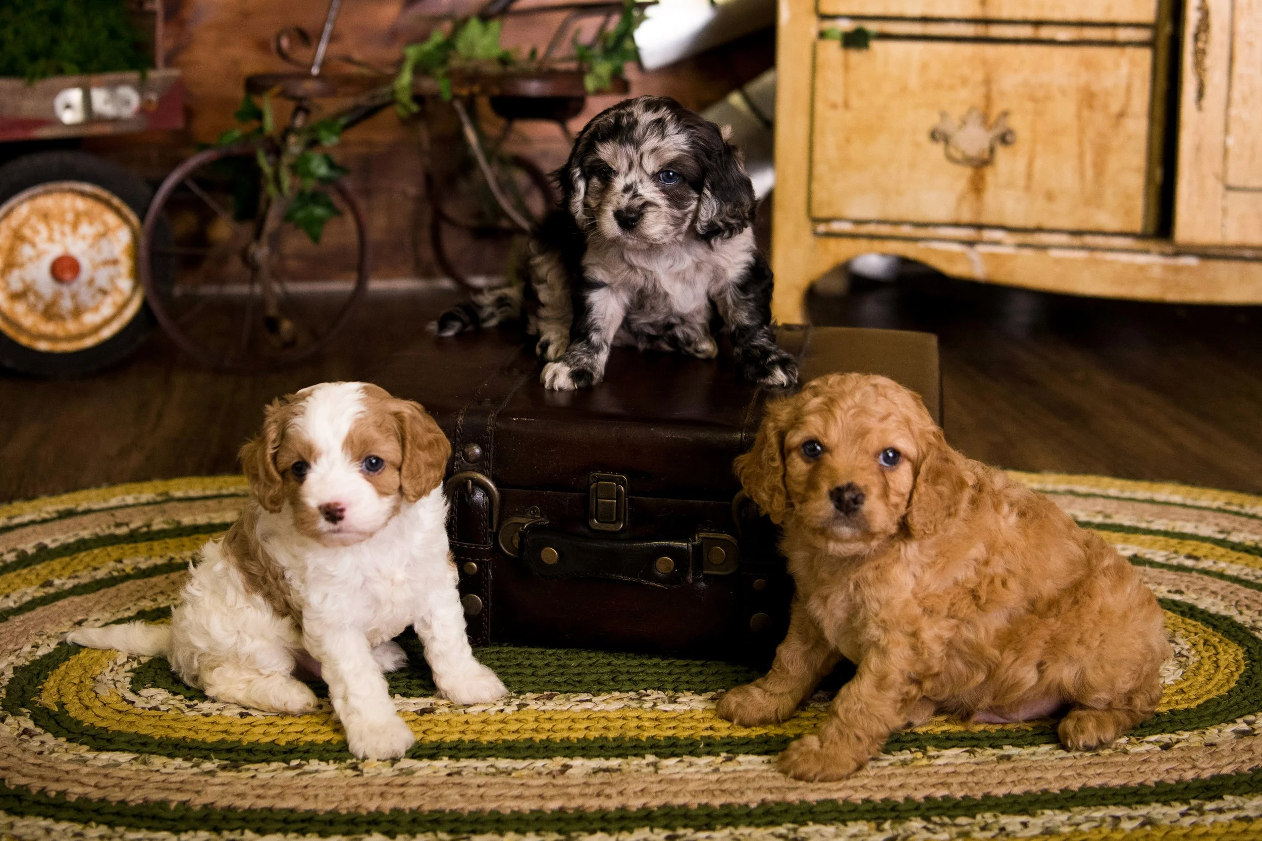 Chattanooga-Pet-Portraits-Photography-Pics-Pictures-North Georgia-Photographer-11.jpg