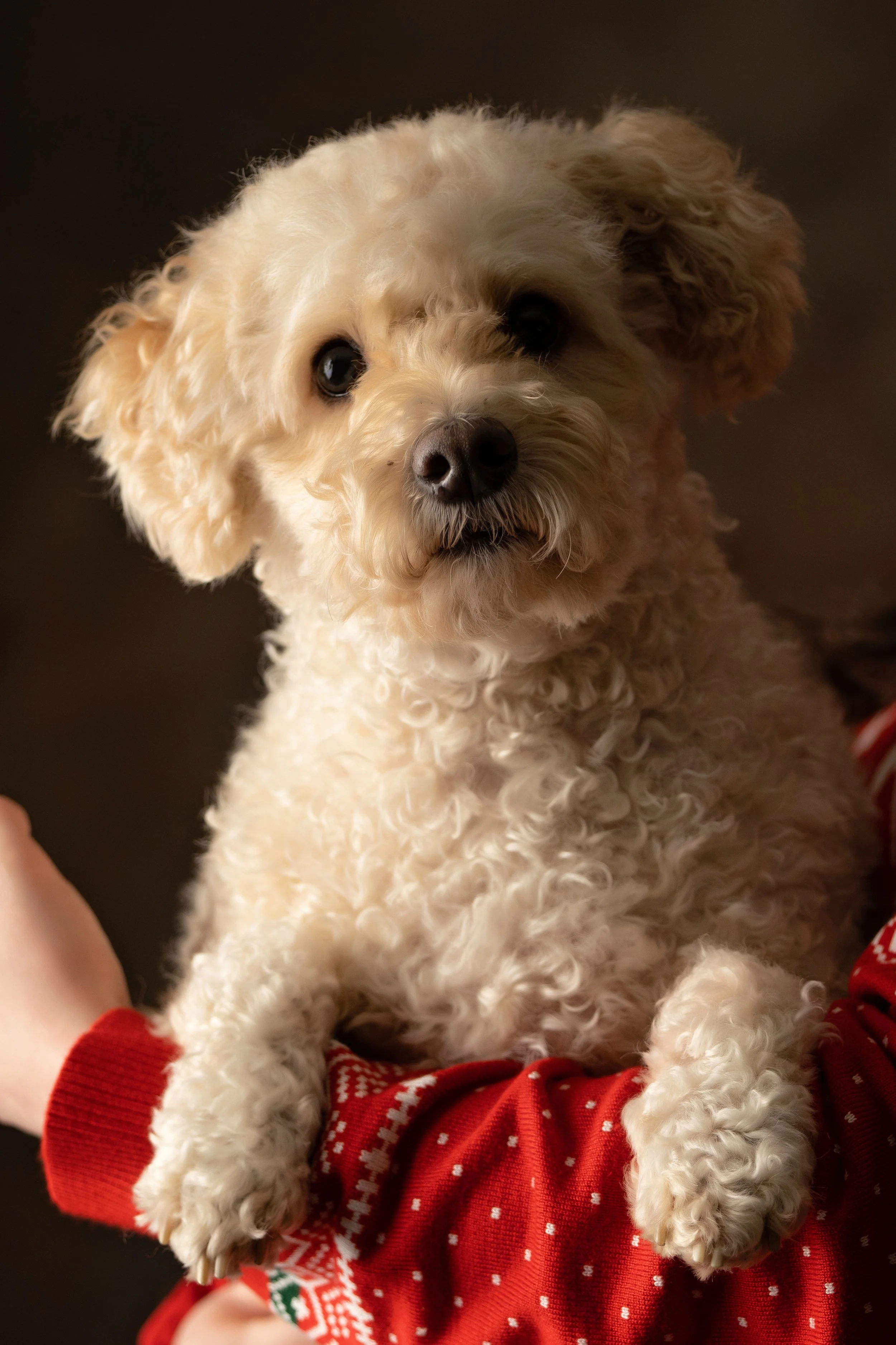 Chattanooga-Pet-Portraits-Photography-Pics-Pictures-North Georgia-Photographer-17.jpg