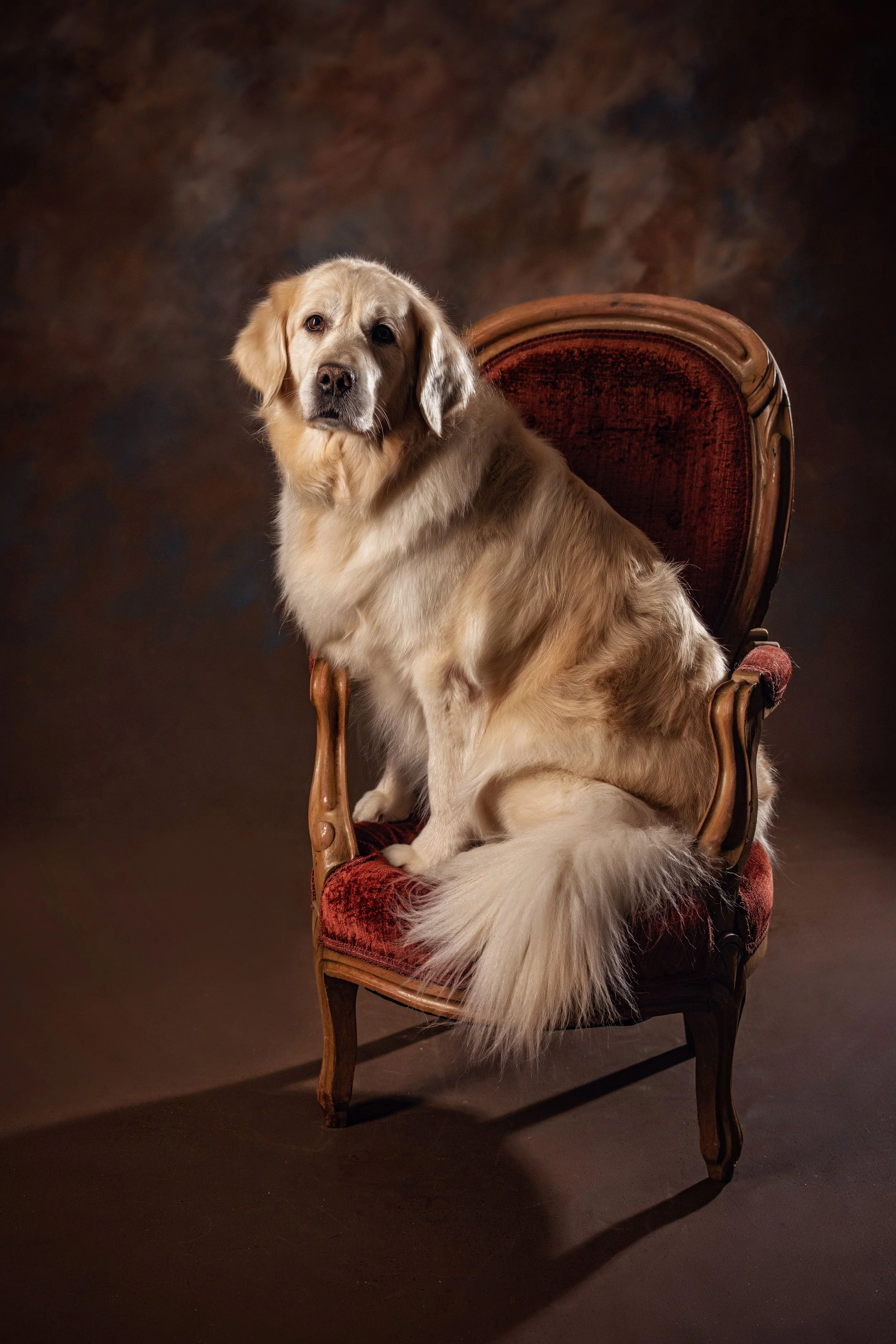 Chattanooga-Pet-Portraits-Photography-Pics-Pictures-North Georgia-Photographer-36.jpg