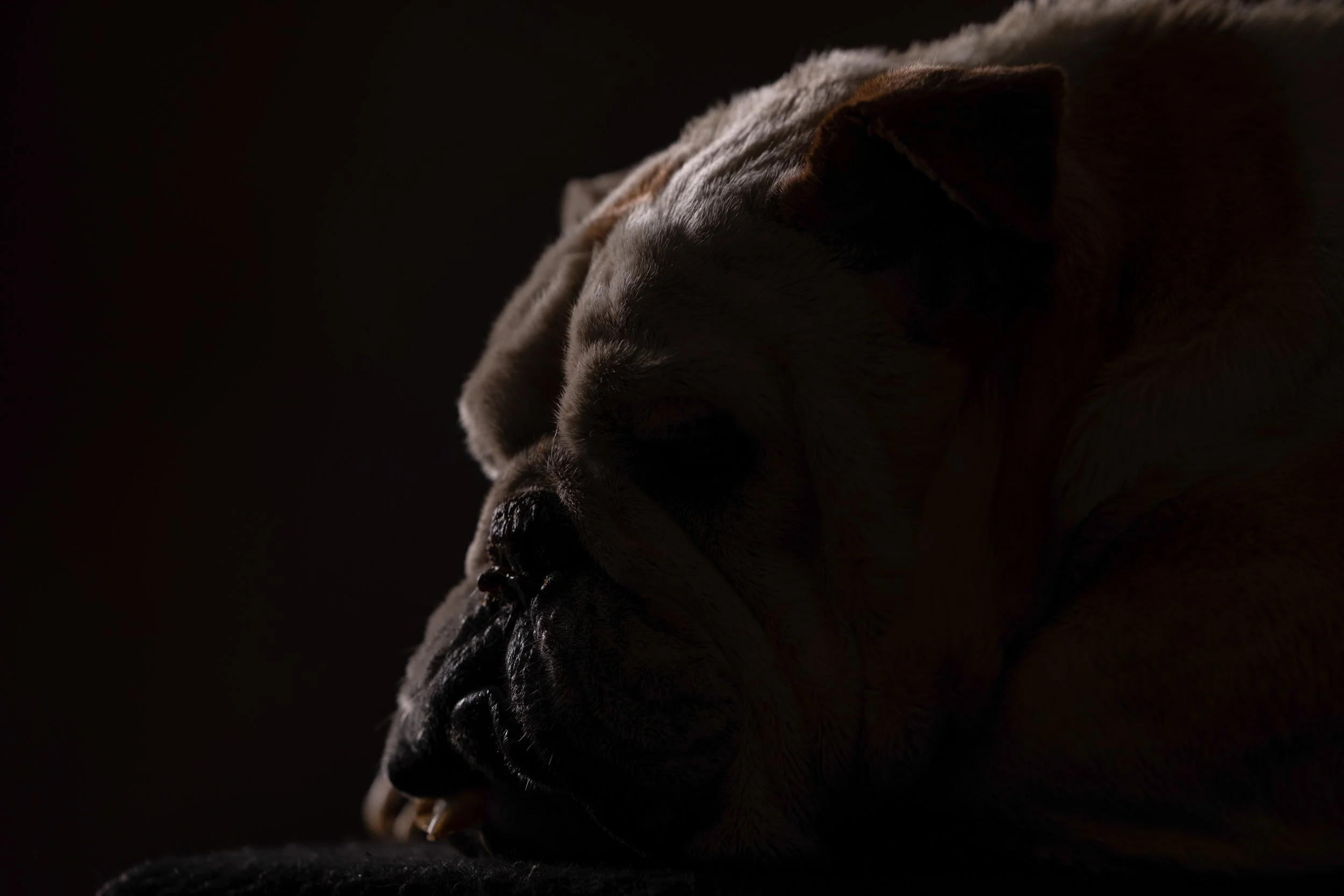 Chattanooga-Pet-Portraits-Photography-Pics-Pictures-North Georgia-Photographer-28.jpg