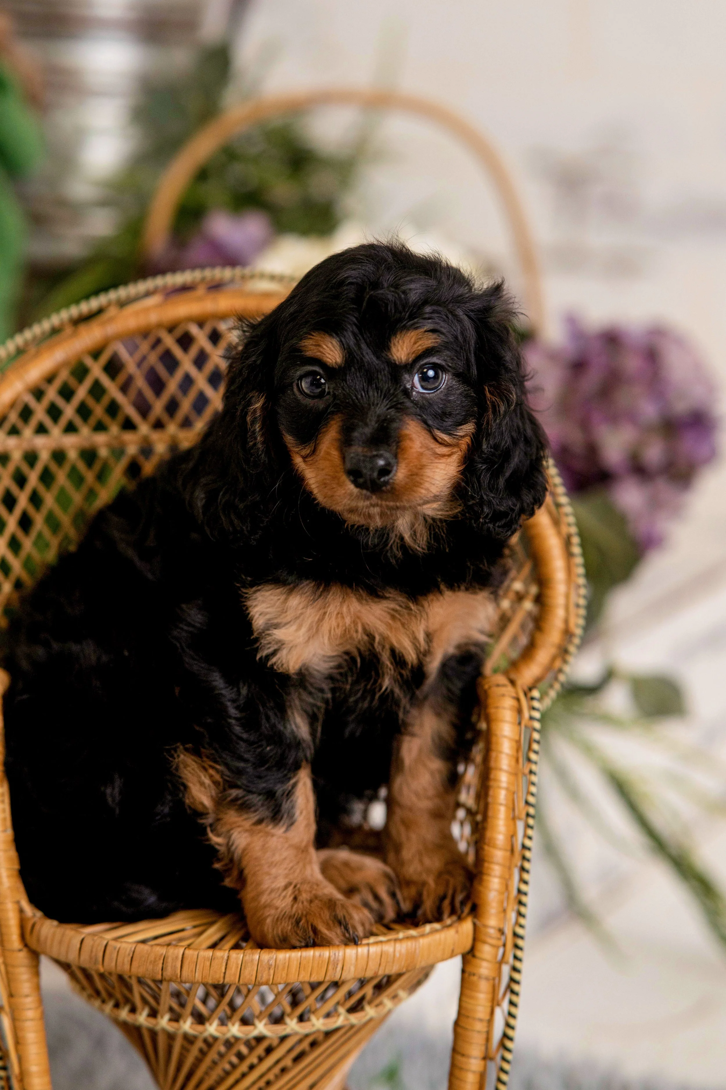 Chattanooga-Pet-Portraits-Photography-Pics-Pictures-North Georgia-Photographer-6.jpg