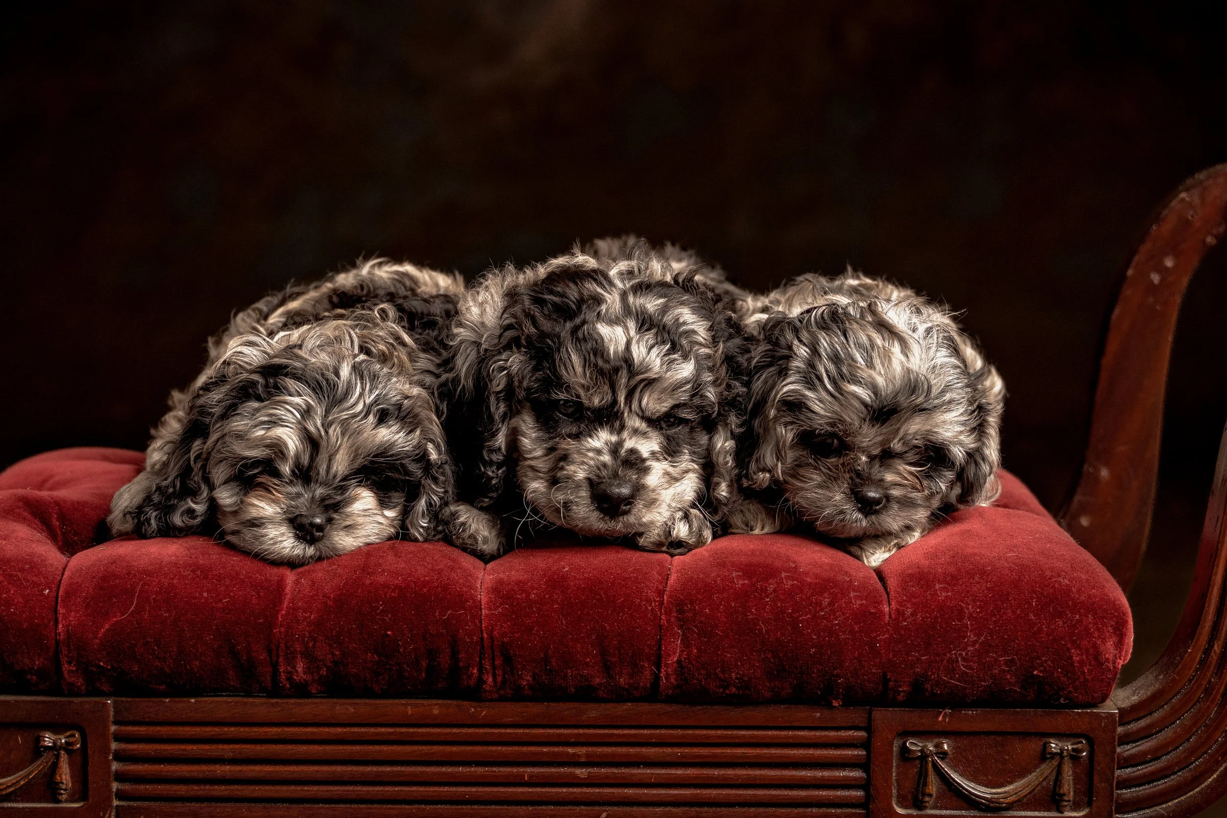 Chattanooga-Pet-Portraits-Photography-Pics-Pictures-North Georgia-Photographer-21.jpg