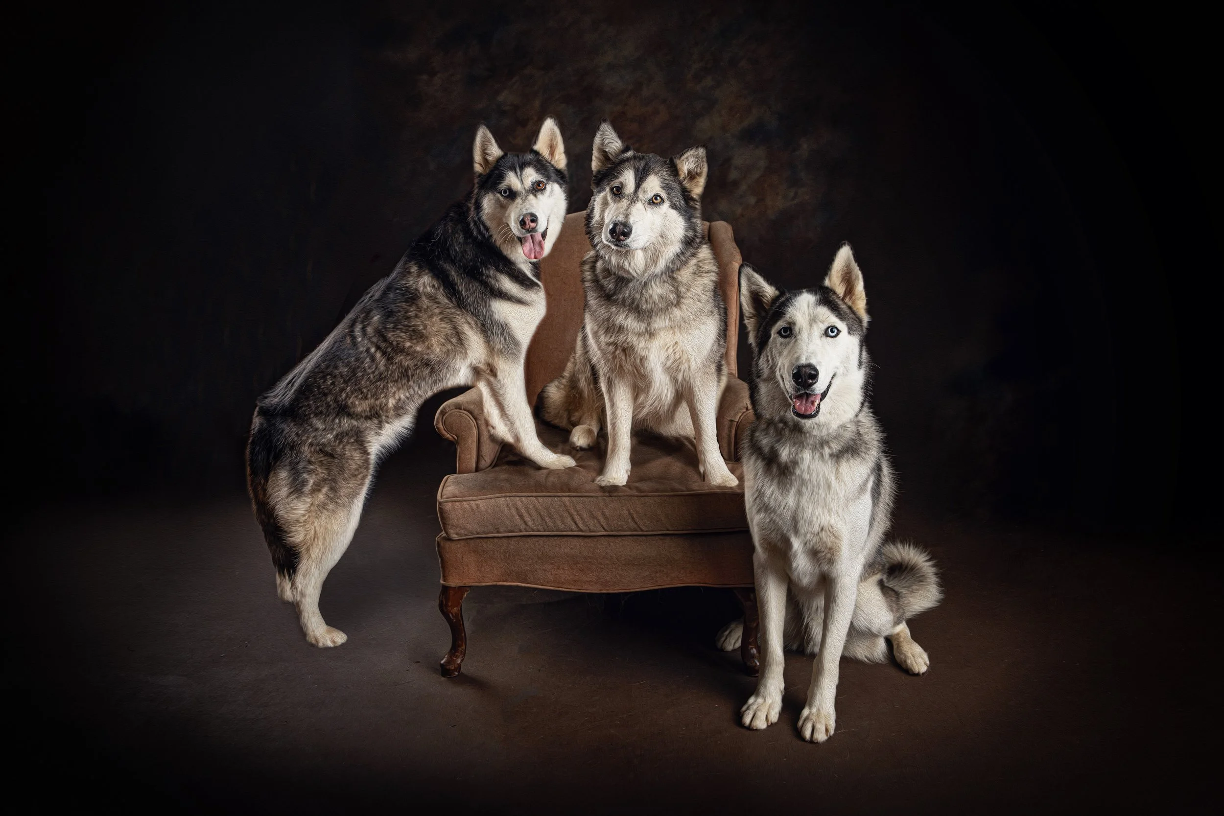 Chattanooga-Pet-Portraits-Photography-Pics-Pictures-North Georgia-Photographer-32.jpg