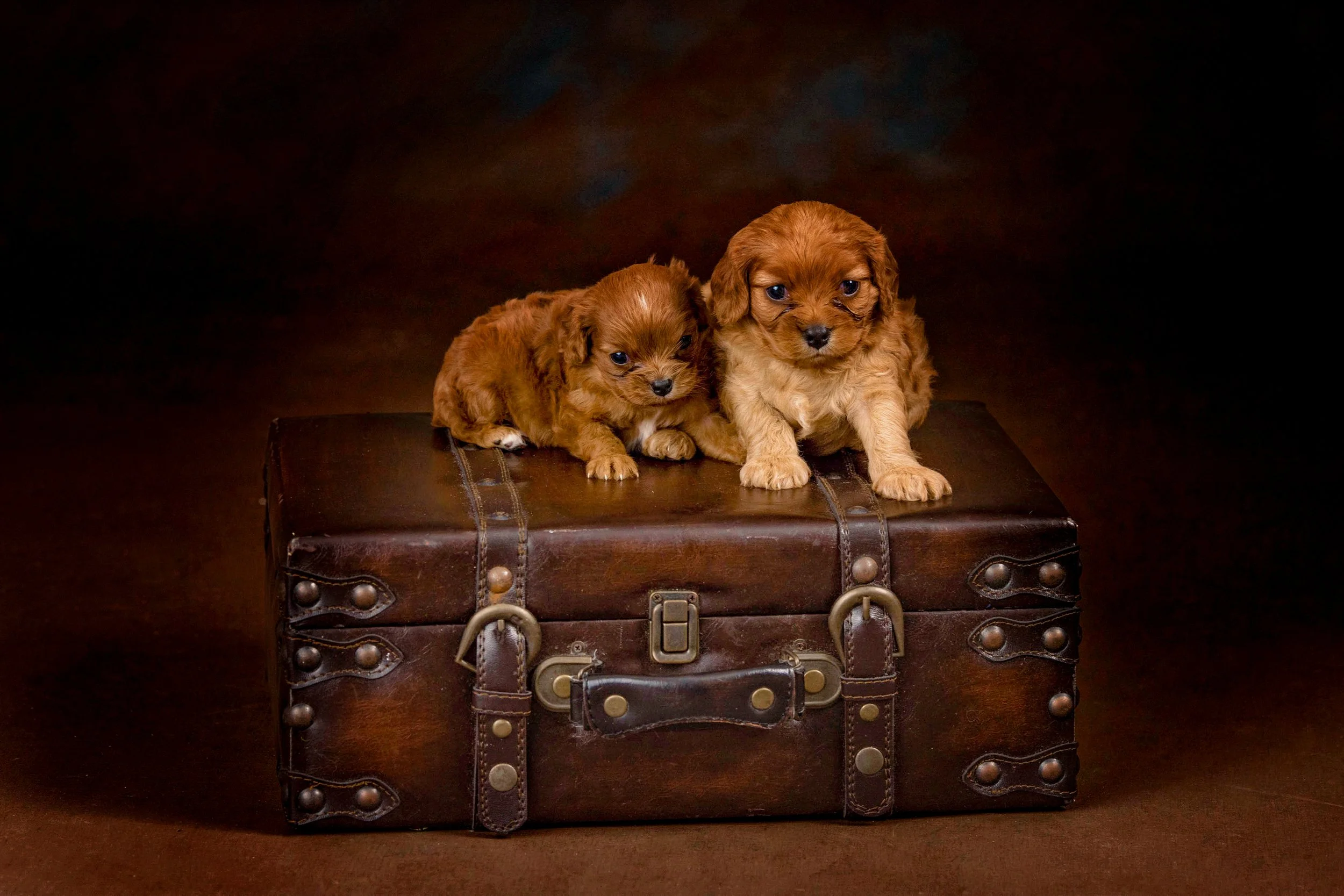 Chattanooga-Pet-Portraits-Photography-Pics-Pictures-North Georgia-Photographer-9.jpg