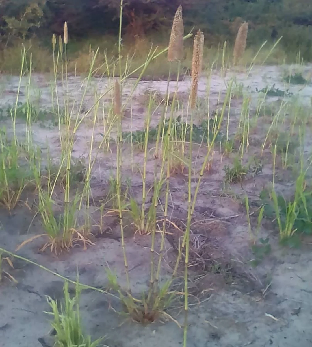 Newsletter March 2021