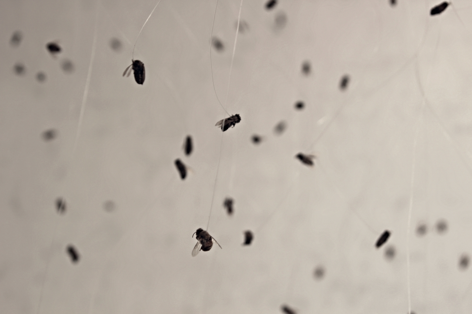 2015 , Dead bees, sod, monofilament, Plexiglas, 15' x 10'