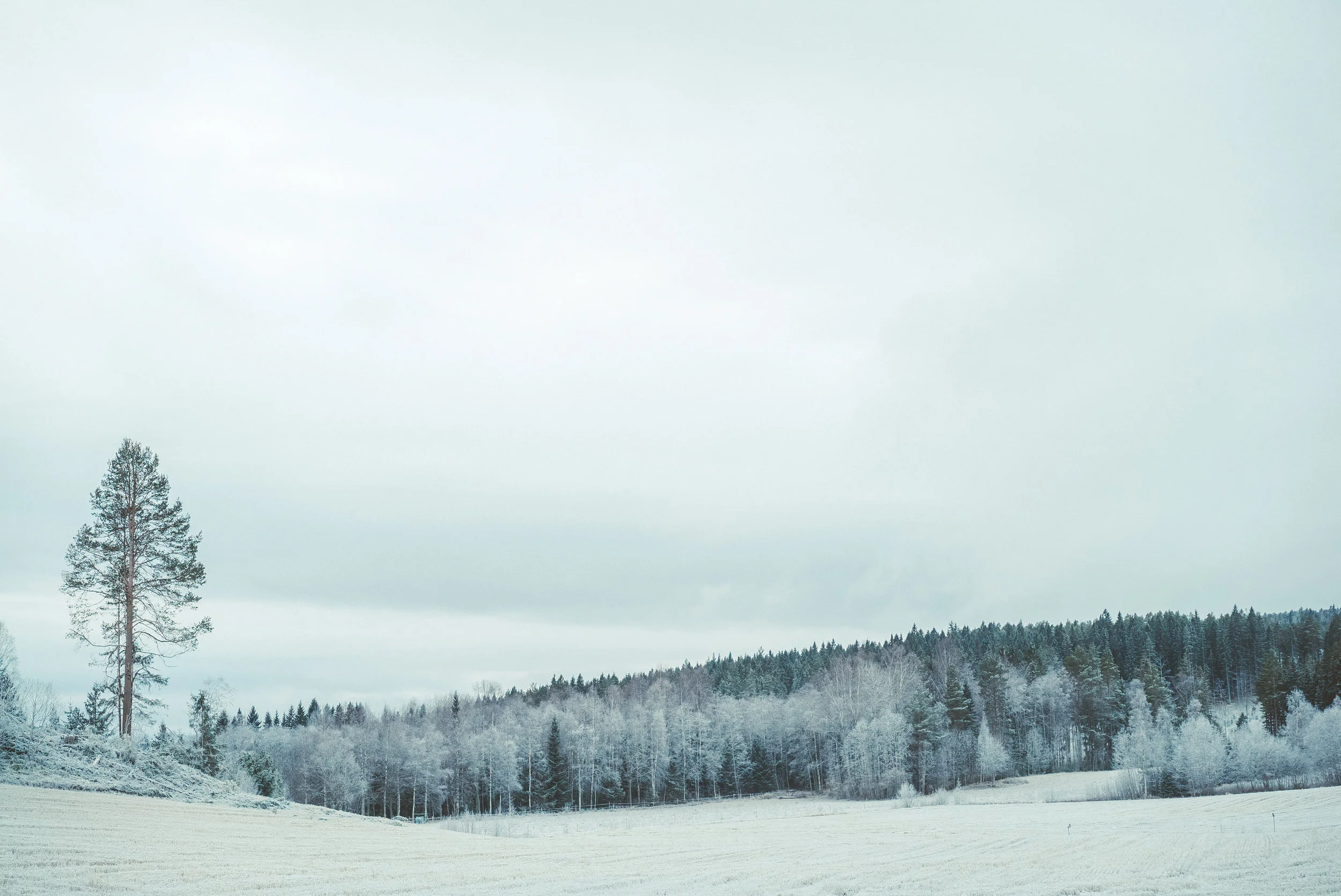 5_Swedish New Year_071.jpg
