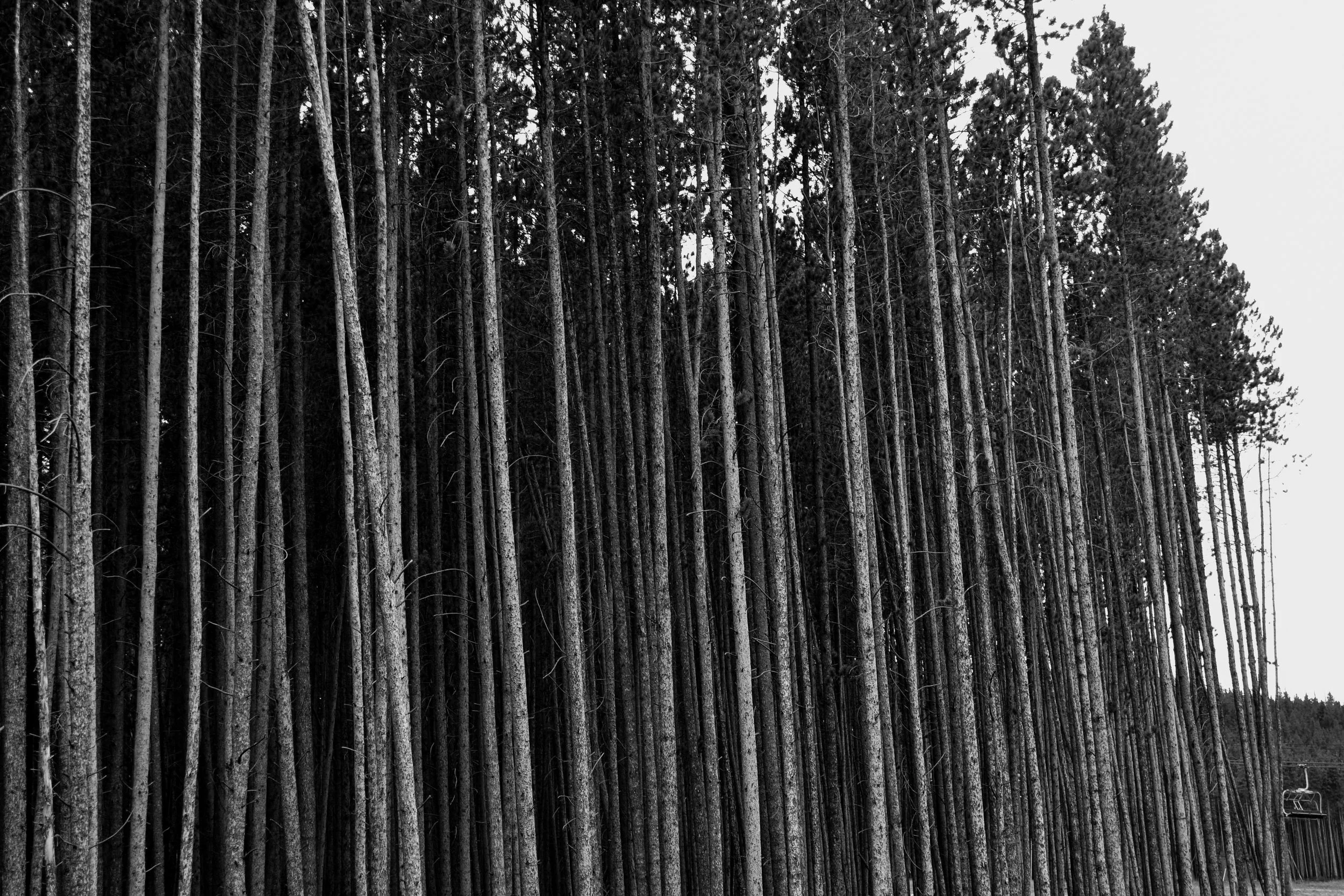 Beyond the Trees