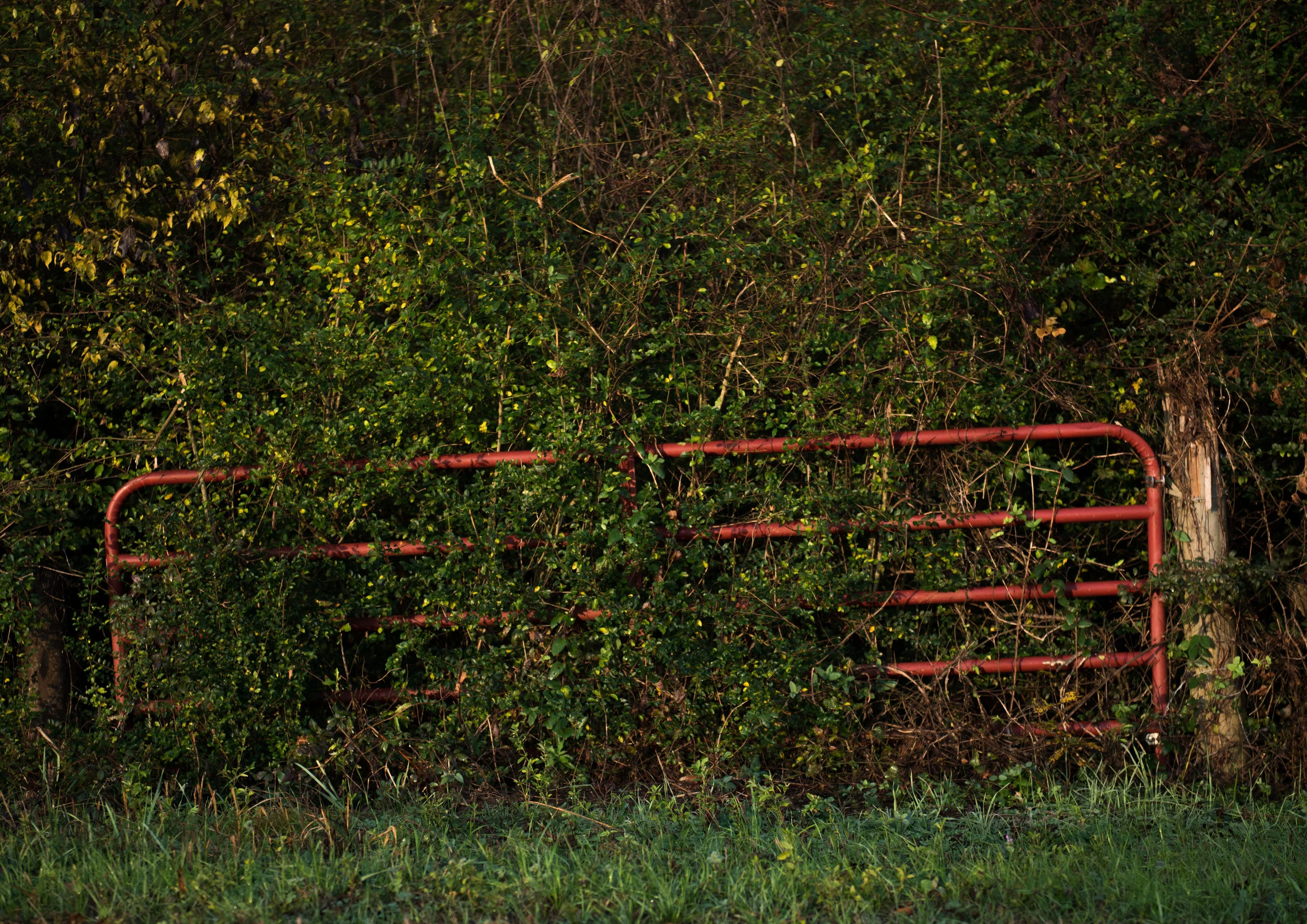 Overgrown
