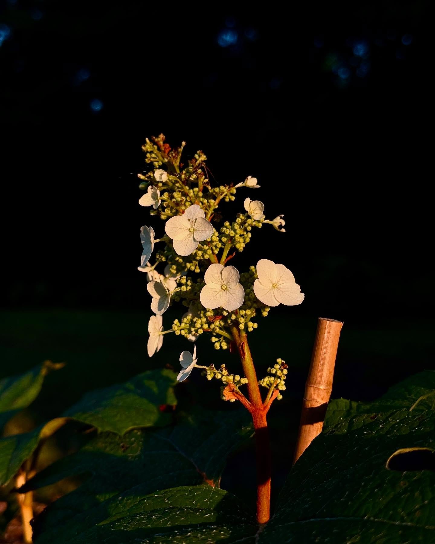 Oakleaf hydrangea | April 2025 #flowers #oakleafhydrangea #photographer #neworleans