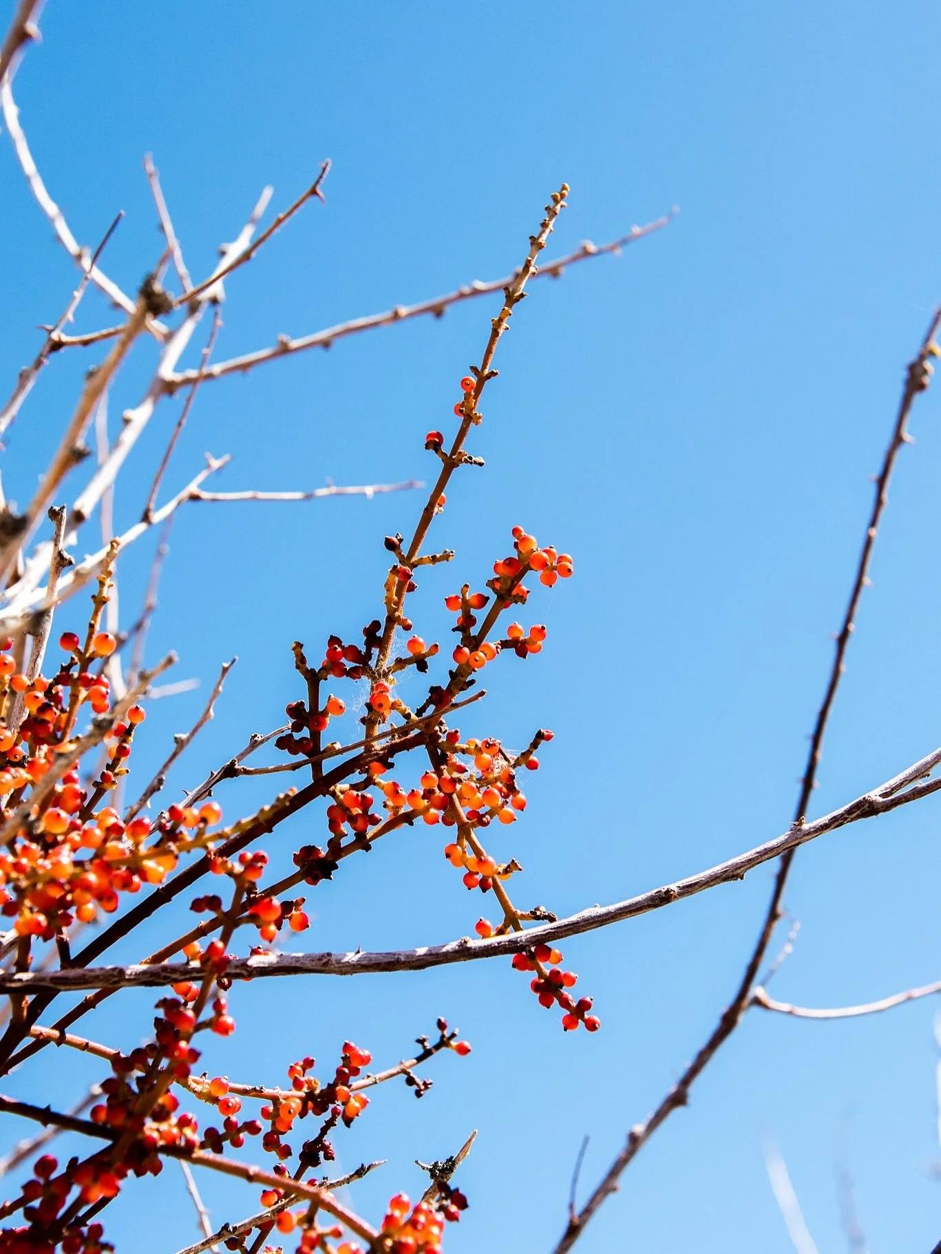 A few nature shots from my recent trip to Yucca Valley. | Yucca Valley, CA 2025 #yuccavalley #california #naturephotography #flowers #neworleansphotographer
