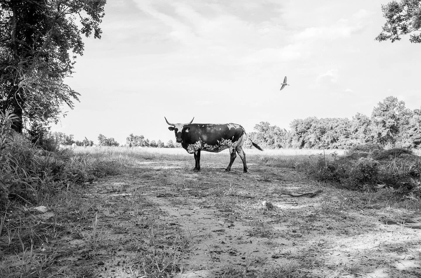 Meet my next-door neighbor. | New Orleans 2025 #bw #bnw #blackandwhitephotography #neworleansphotographer #naturephotography #streetphotographer