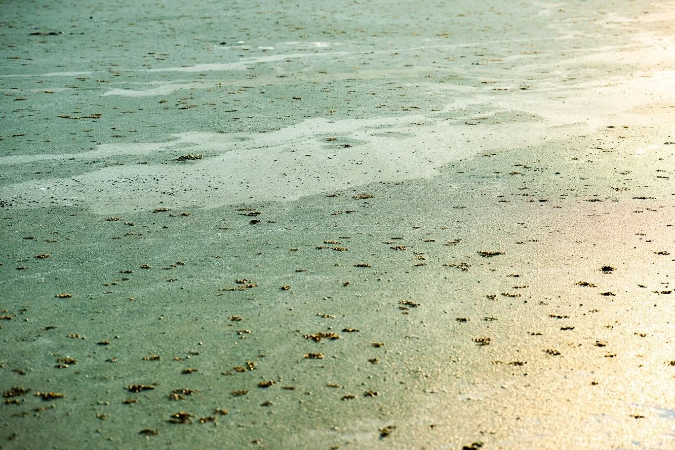 Sunrise in City Park casting soft gradients across the water. #citypark #neworleans #neworleansphotographer #nature #naturephotography