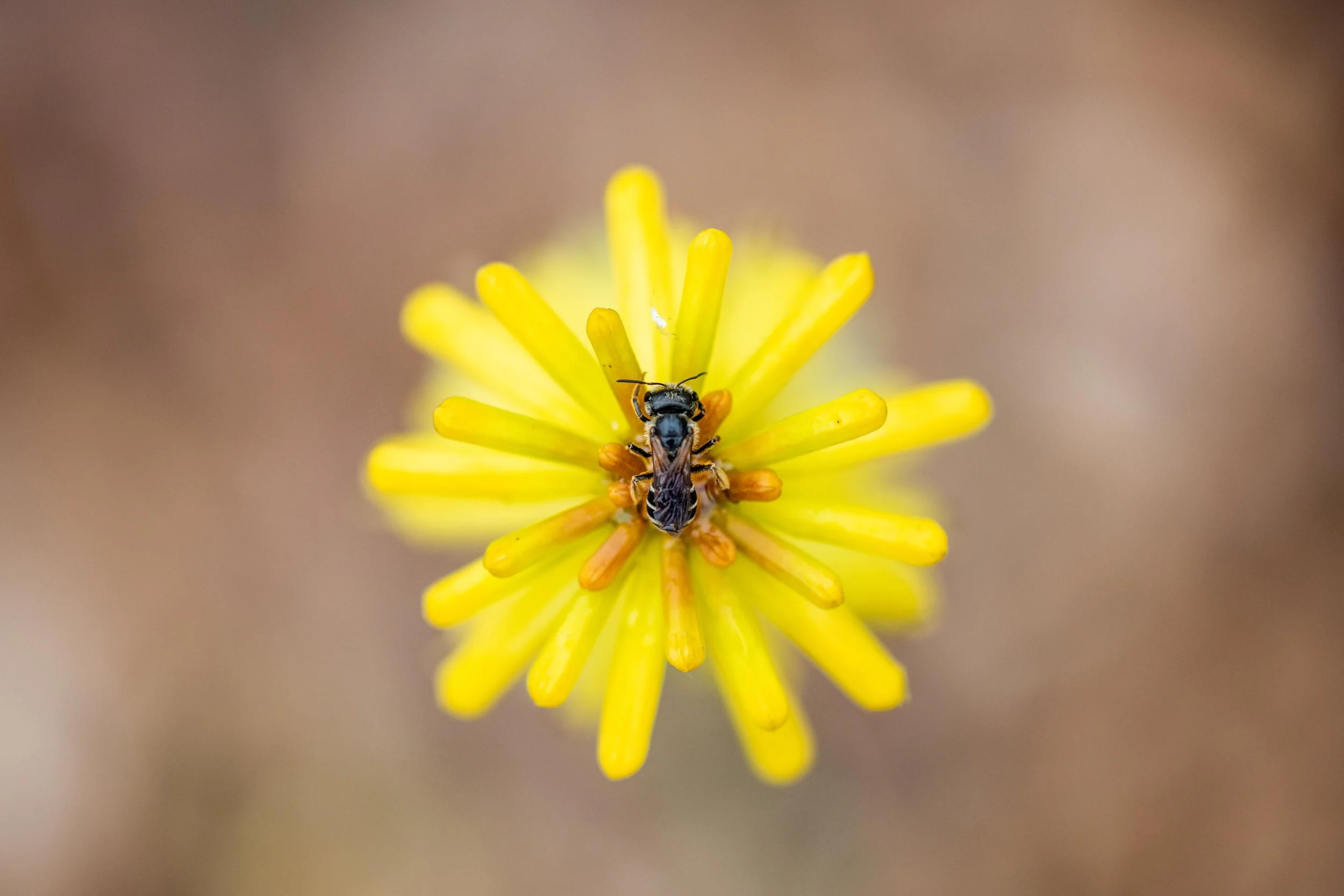 Catching some 💤 #naturephotography #flower #bee #neworleansphotographer #neworleans