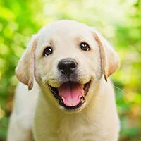Character: Jeremy's New Dog