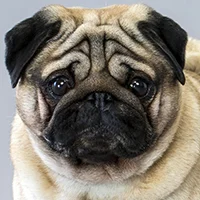 Character: Calvin's Dog Muffe