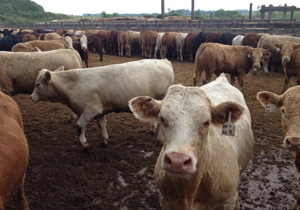 cows.jpg