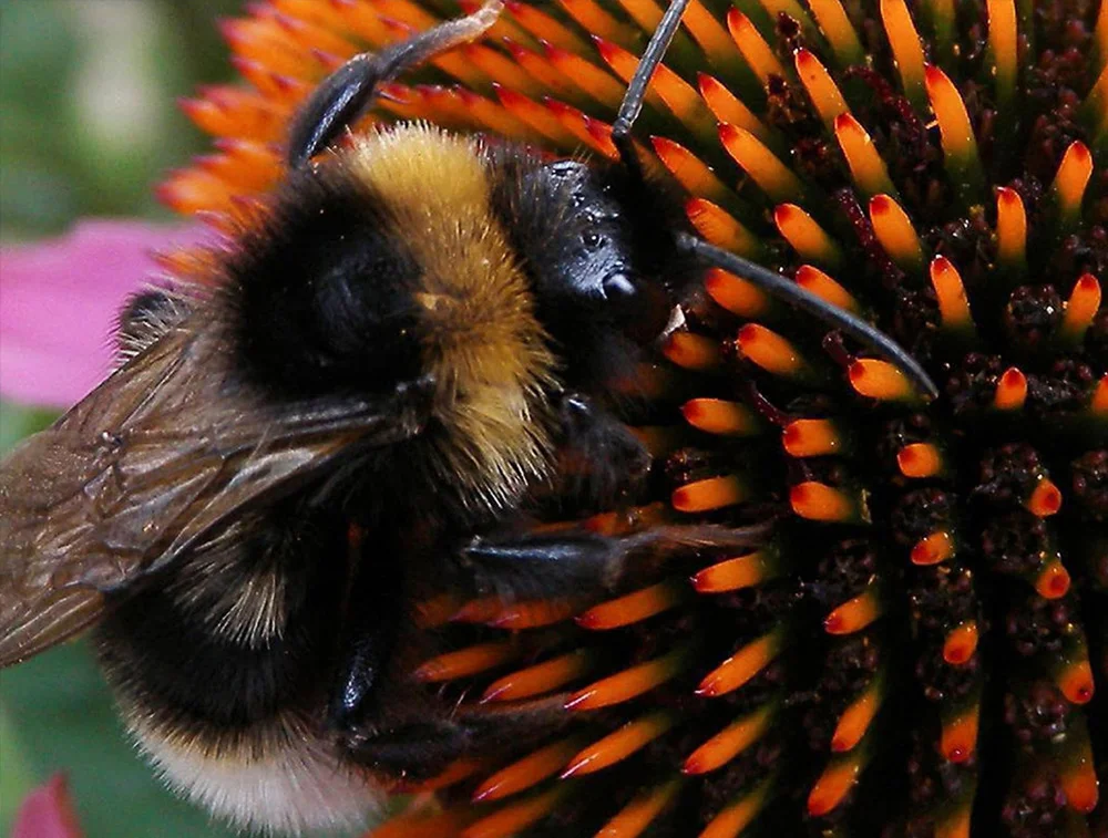 bee_citizenscience.jpg