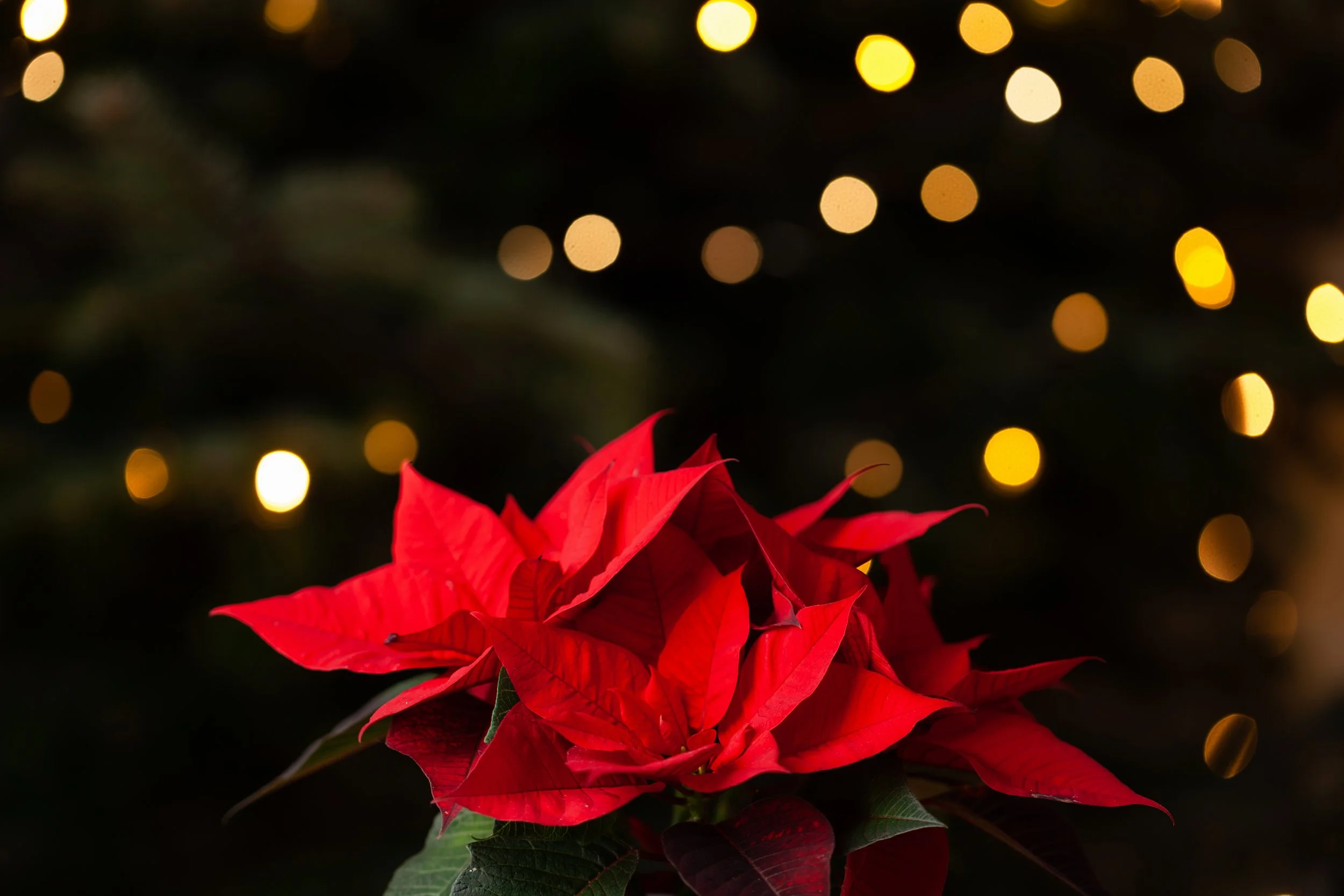 winter-christmas-concept-red-poinsettia-flower-an-2024-10-18-06-23-49-utc.jpg