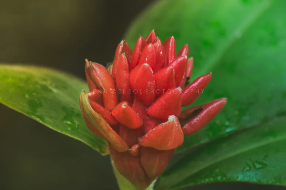Botanicals-10-19.jpg