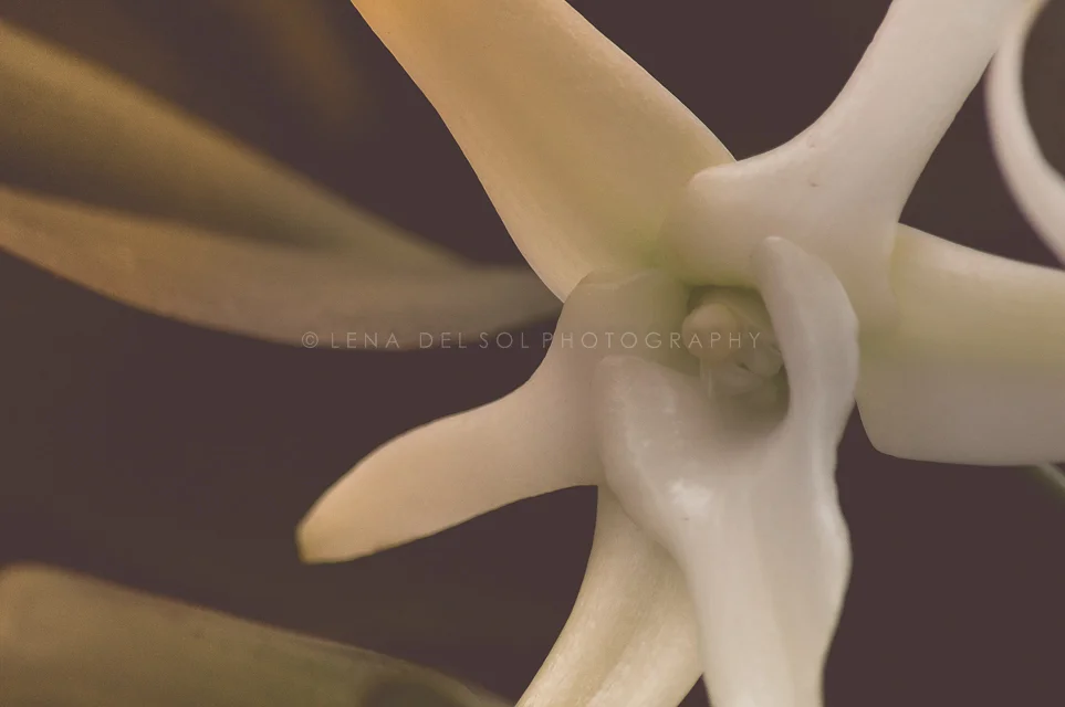 Botanicals-10-36.jpg