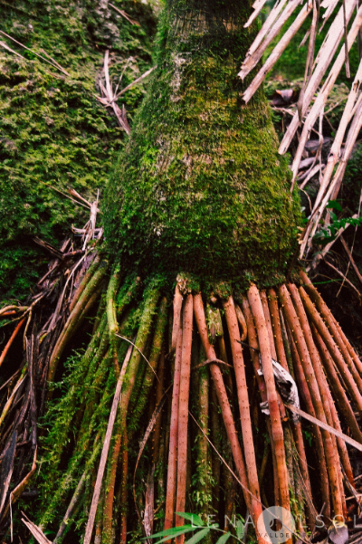 (Above: Sierra palm roots)