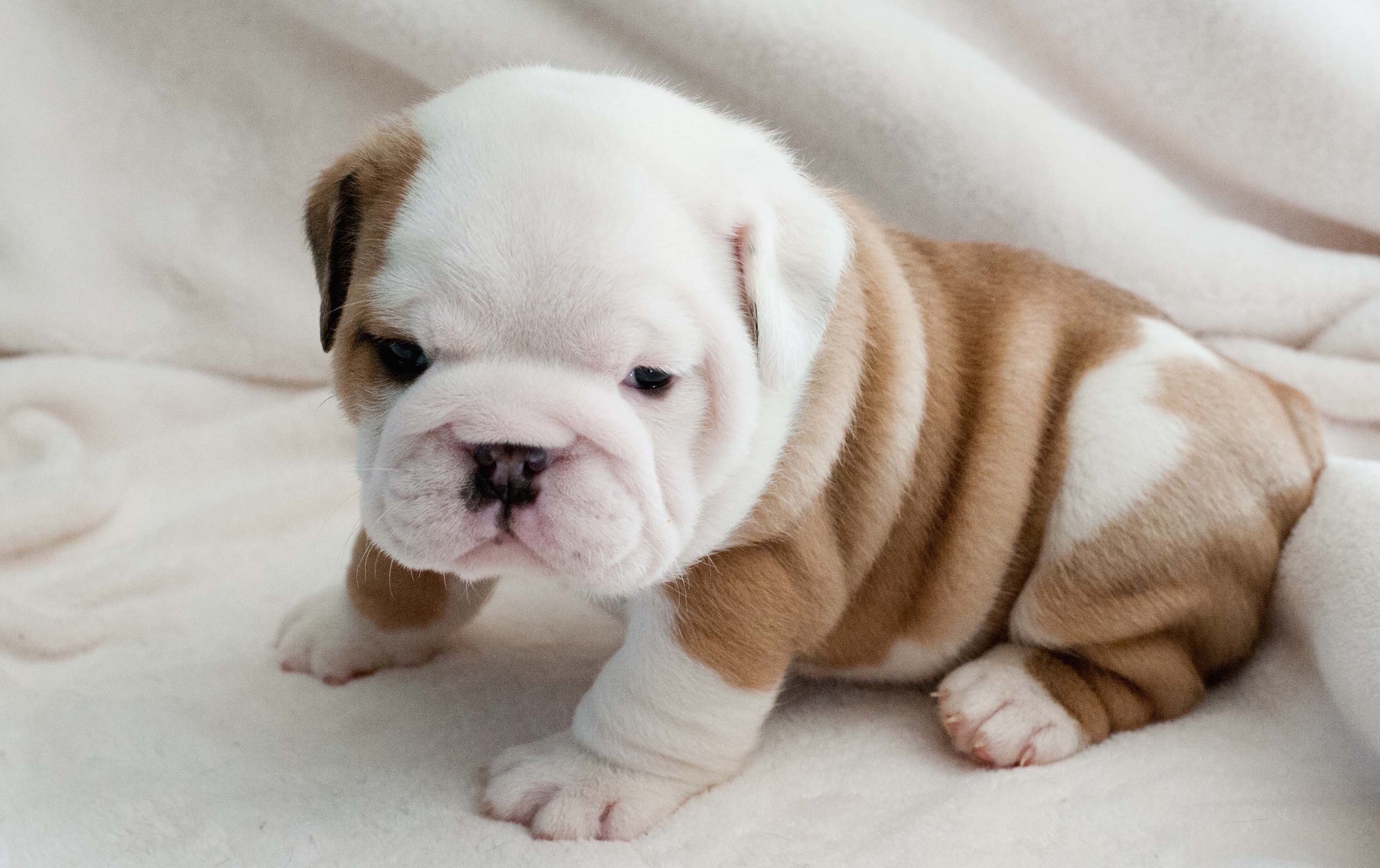 Oh look at his little face. Go ahead. Just open a new tab and look at bulldog puppies for a few minutes. This post will still be here. I suggest going to the site I stole this picture from. A pup like that couldn't possibly believe that calorie balance alone is a valid path to weight loss.