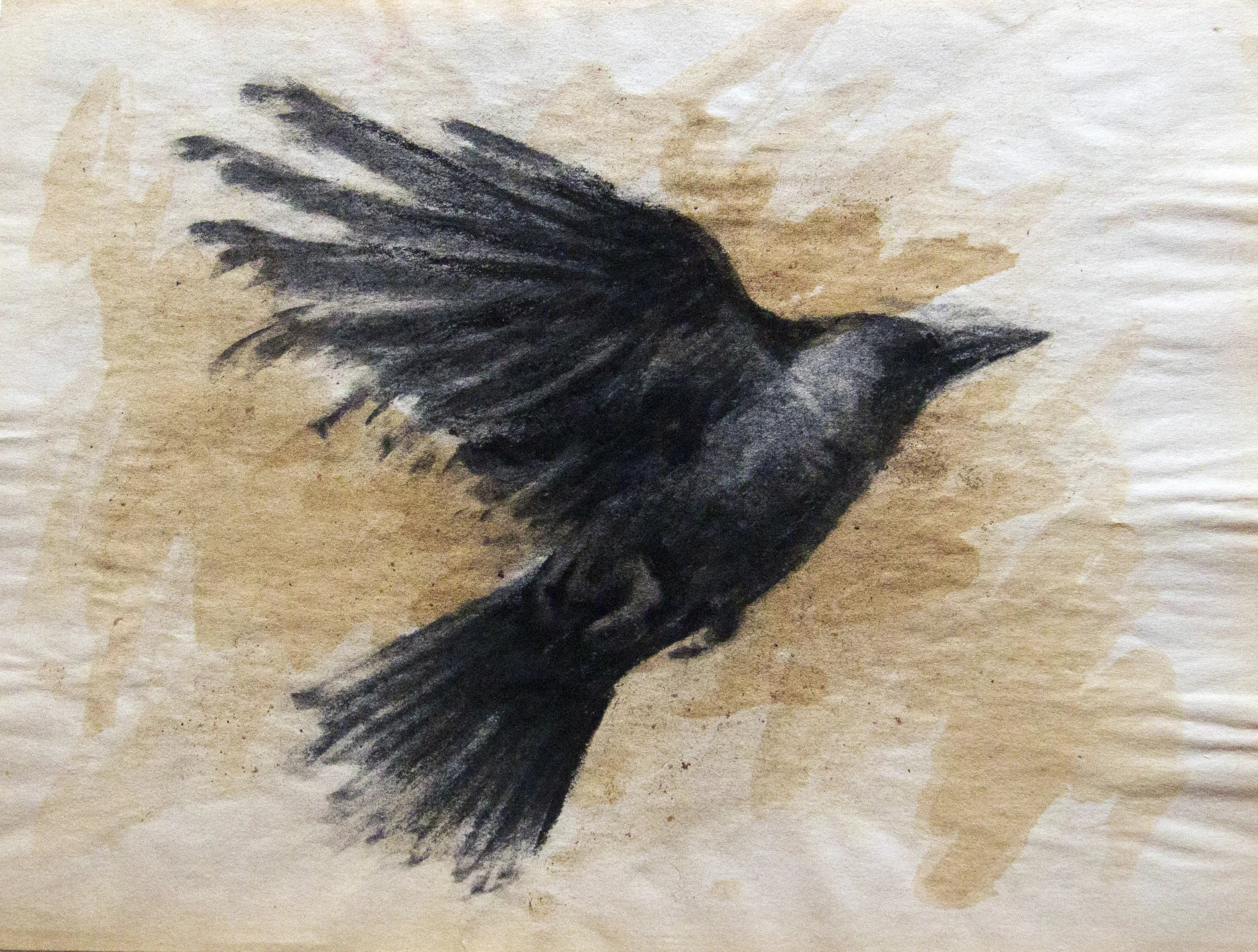 crow studies (5).jpg