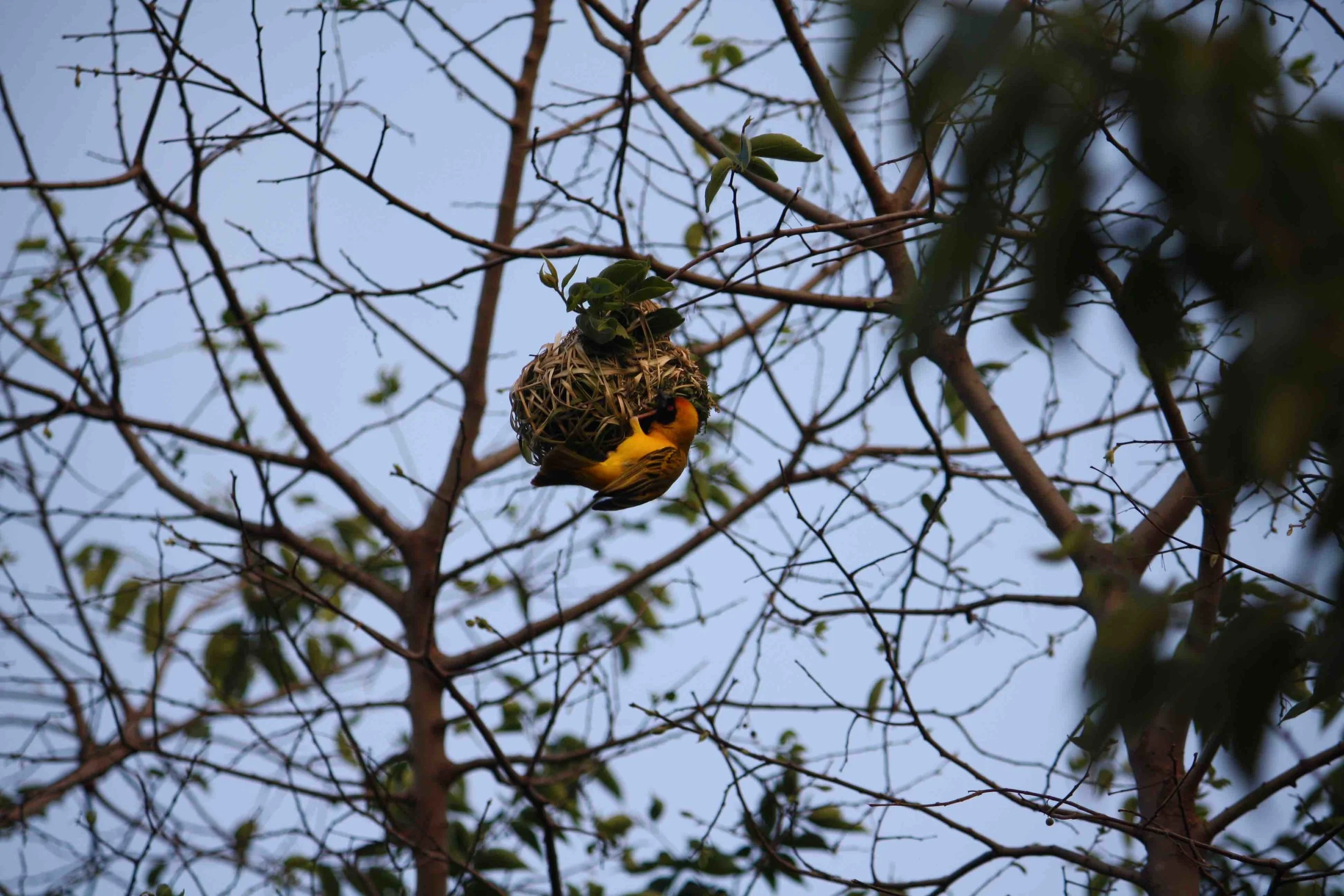 Crafts birds, Weaver birds!