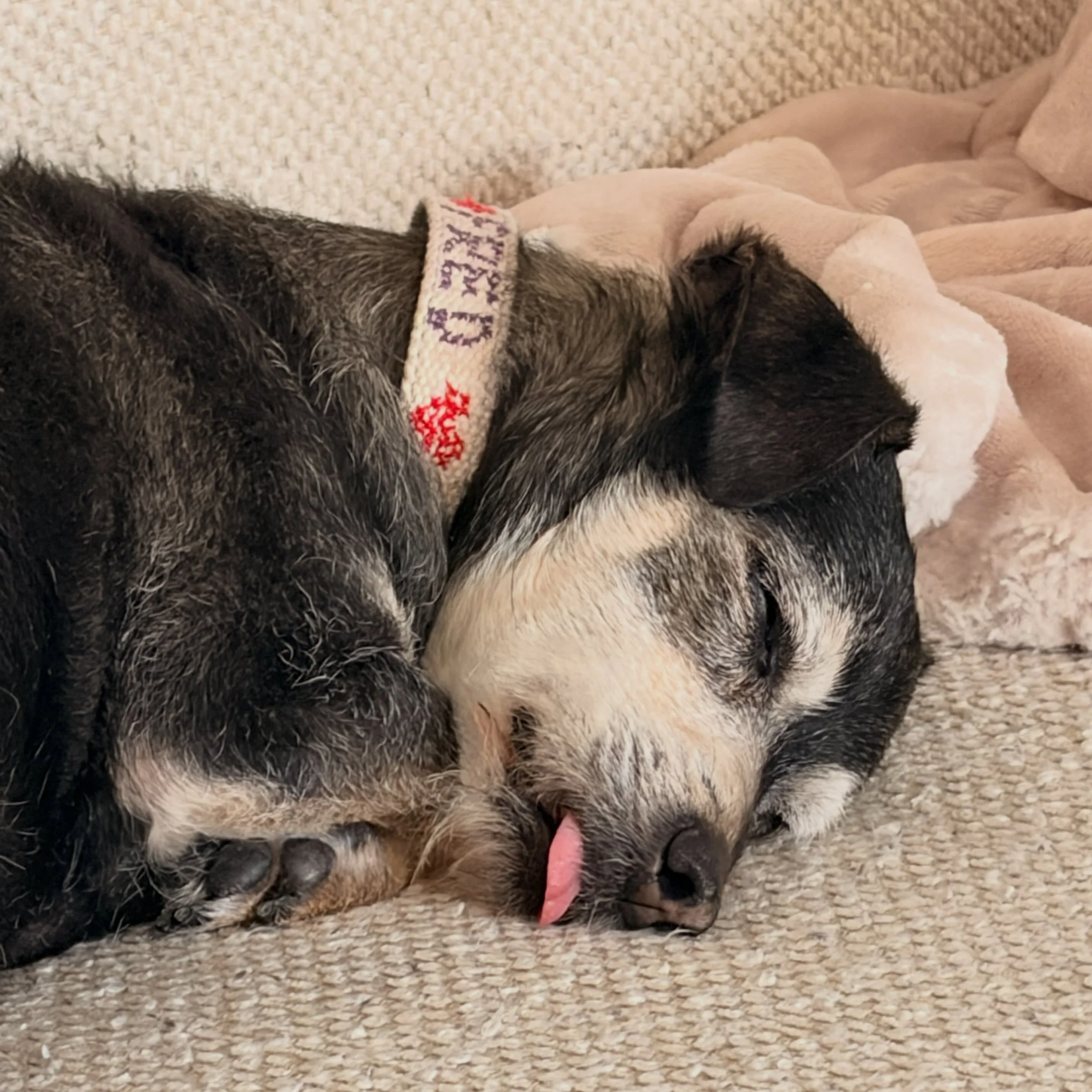 Sweet little tongue. My boy is just the bestest. My &hearts;️. Happy national dog day! #fredisbest&hearts;️