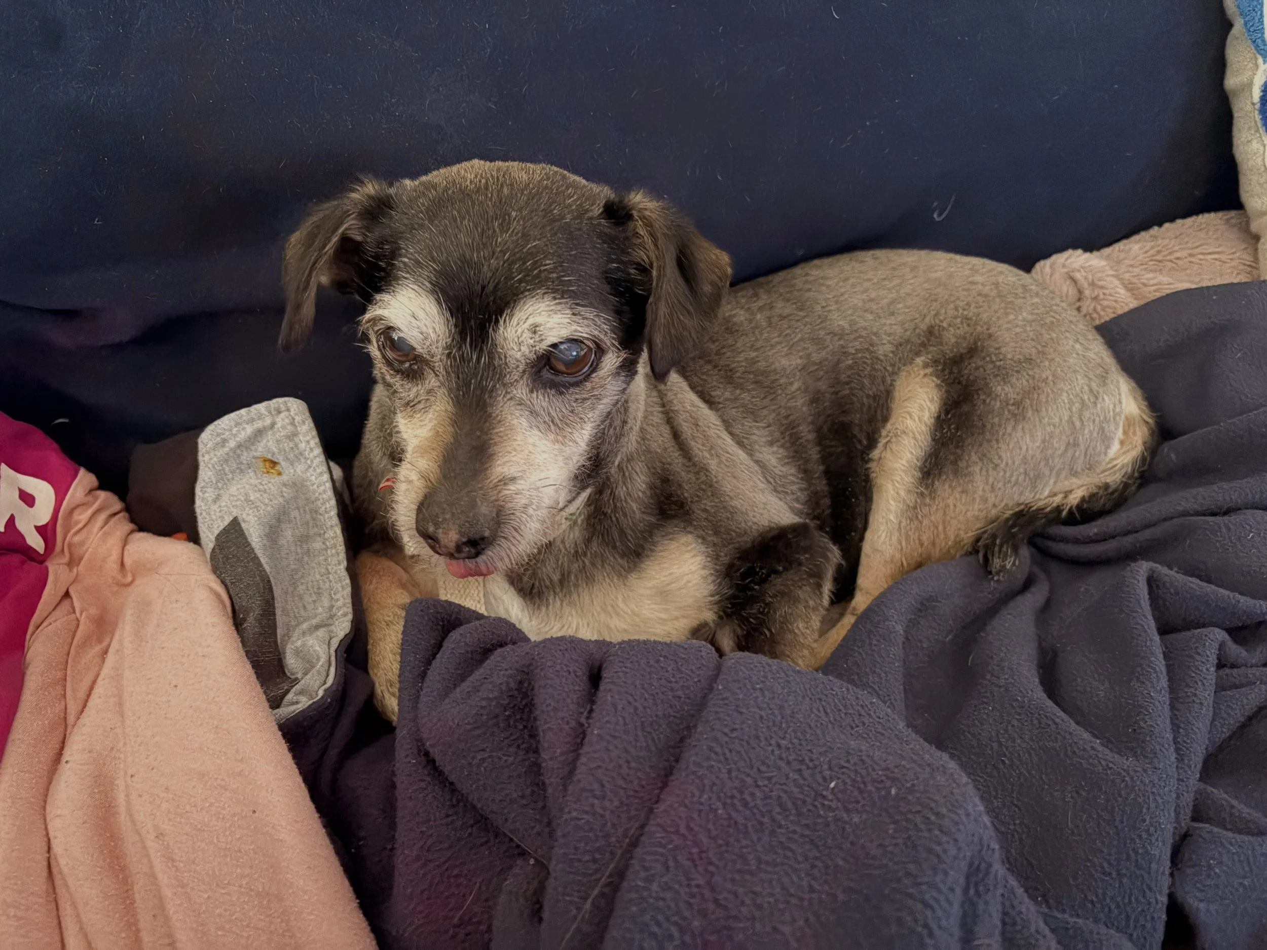 What a time I&rsquo;ve had reading lately - memory seems to be the recurrent theme this week. Fred got his hair cut and came back a different color. Even though his tongue is out he has been pissed at me ever since, working real hard to keep him warm